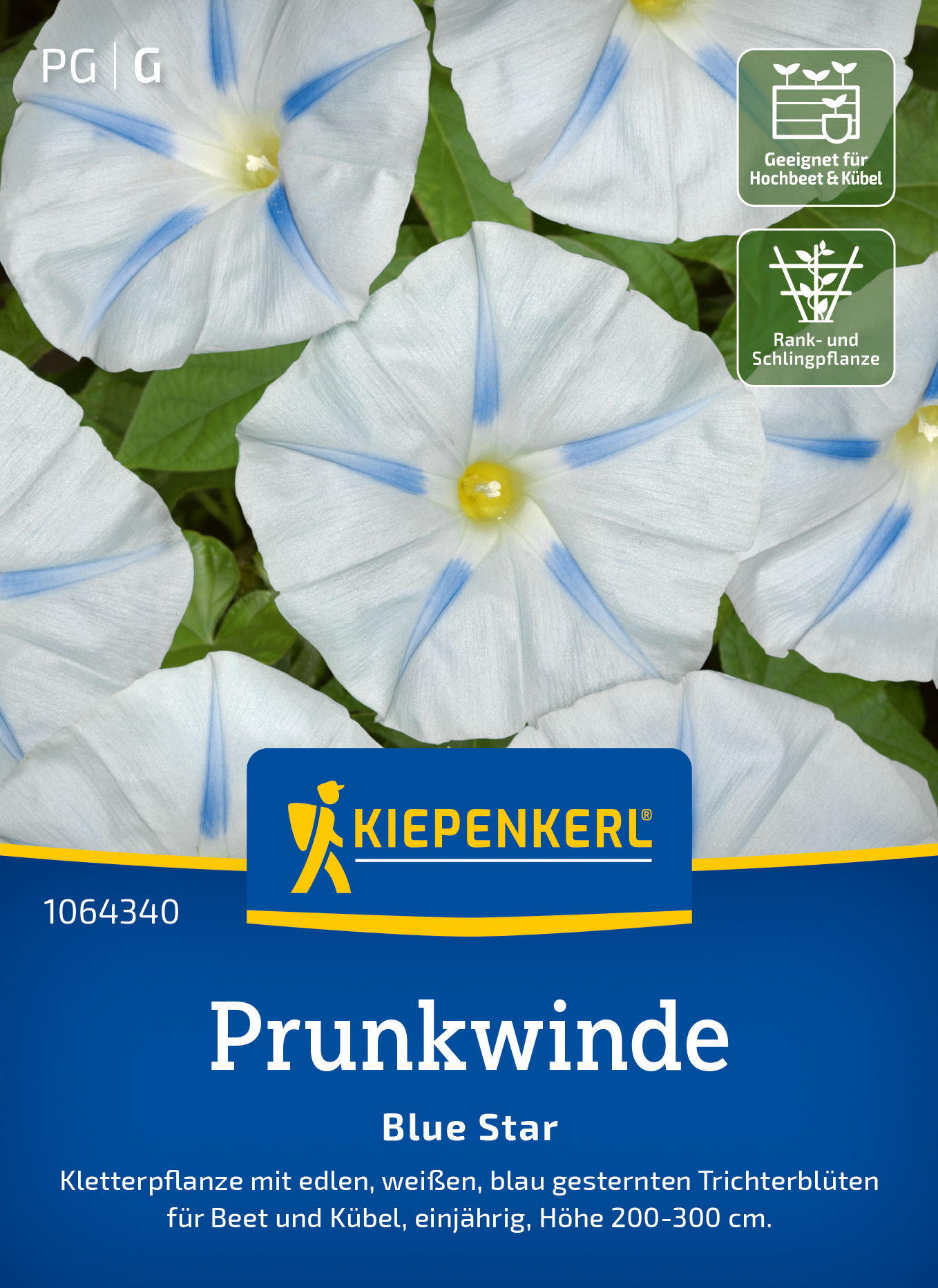 Prunkwinde Blue Star