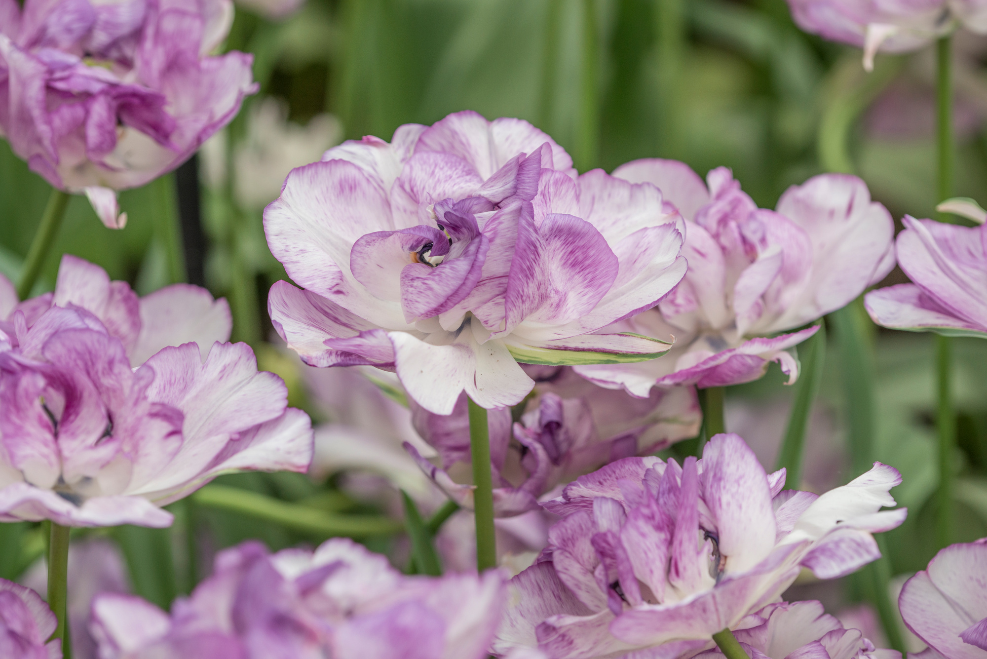 Gefüllte Späte Tulpen Shirley Double