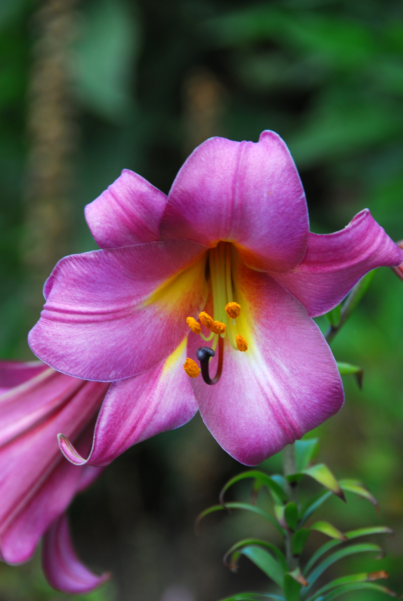 Lilien Pink Perfection