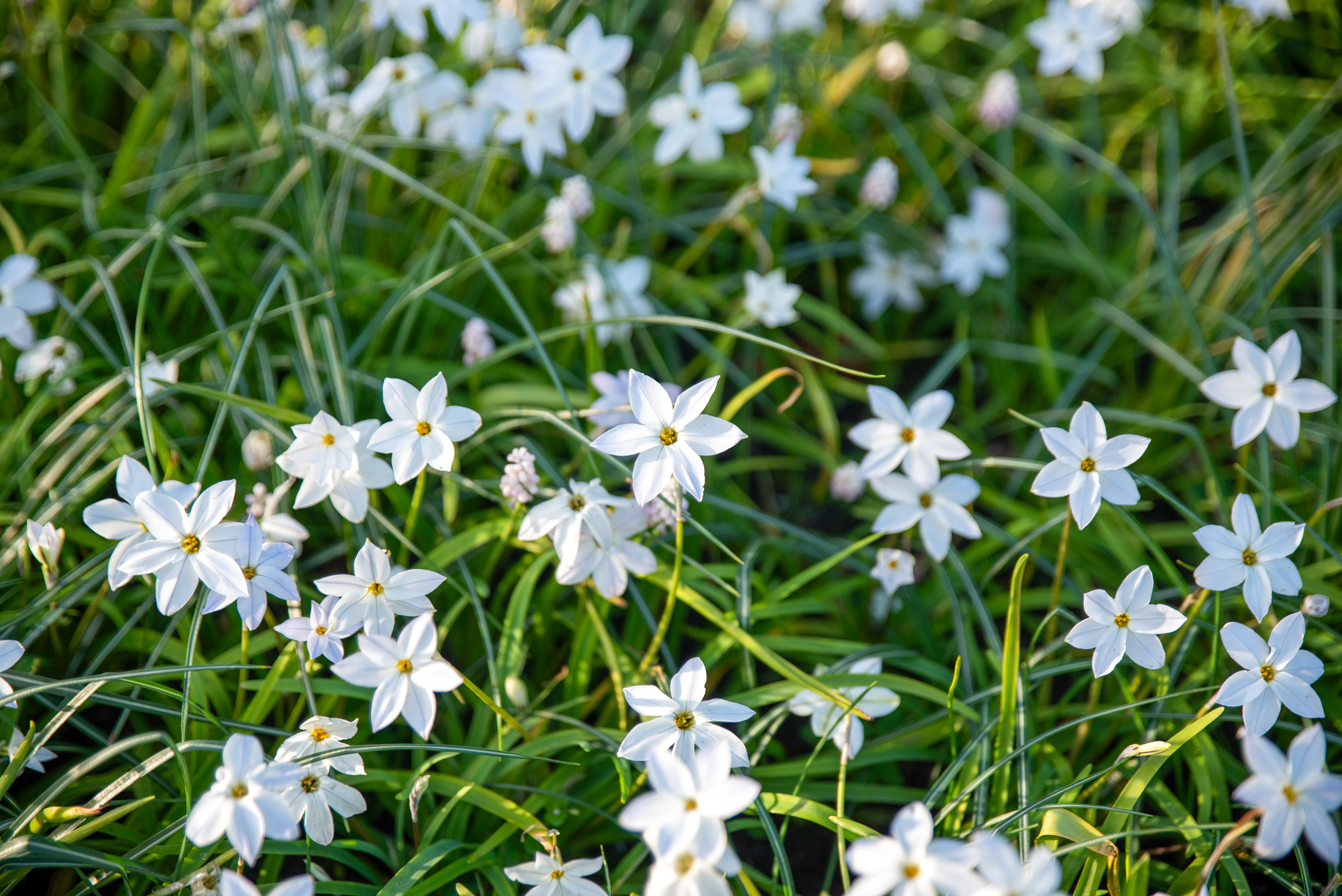 Ipheion uniflorum