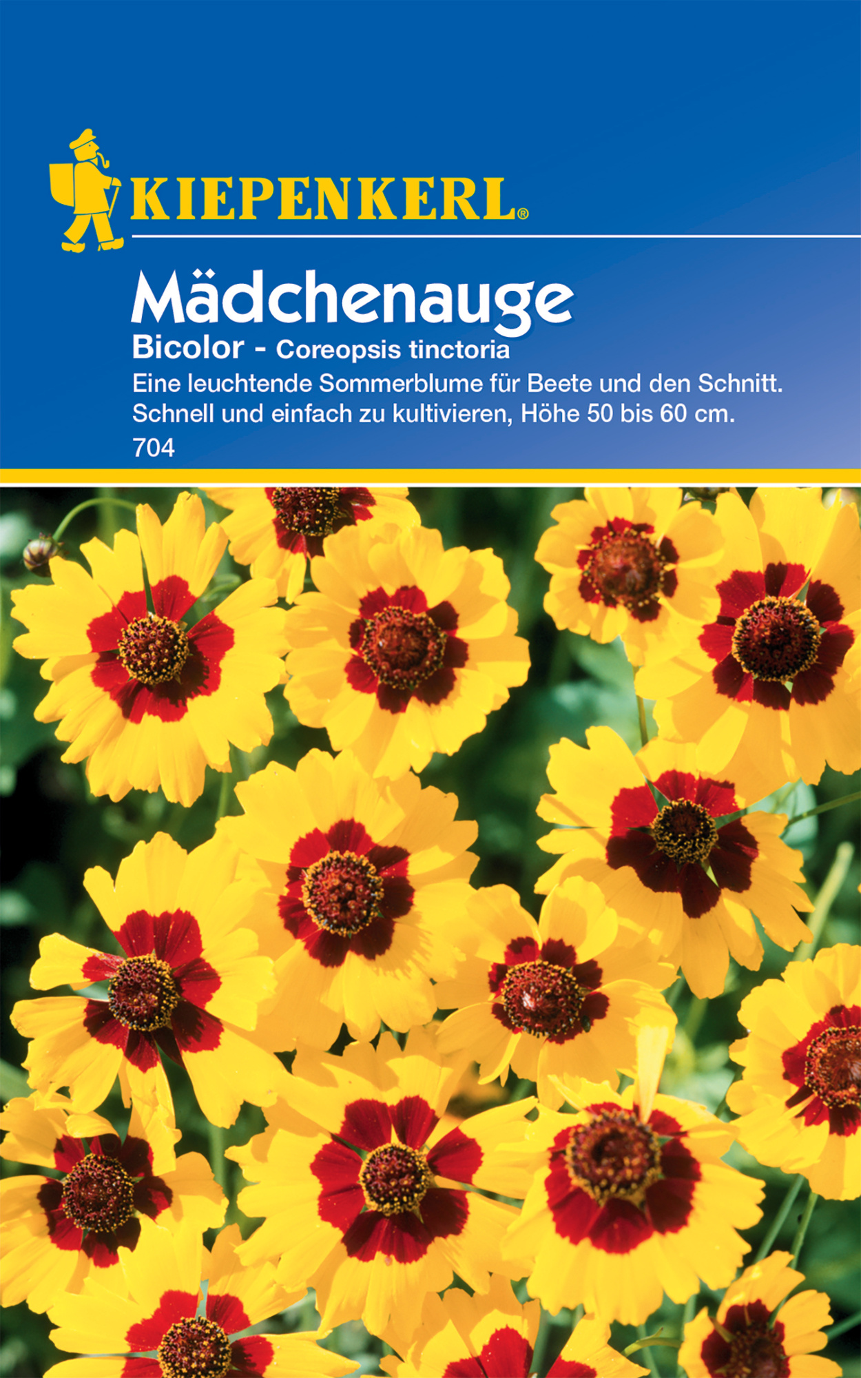 Mädchenauge Bicolor