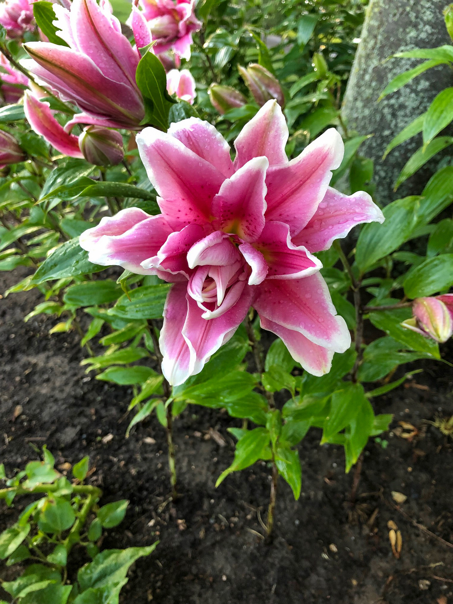 Lilien Lotus Wonder