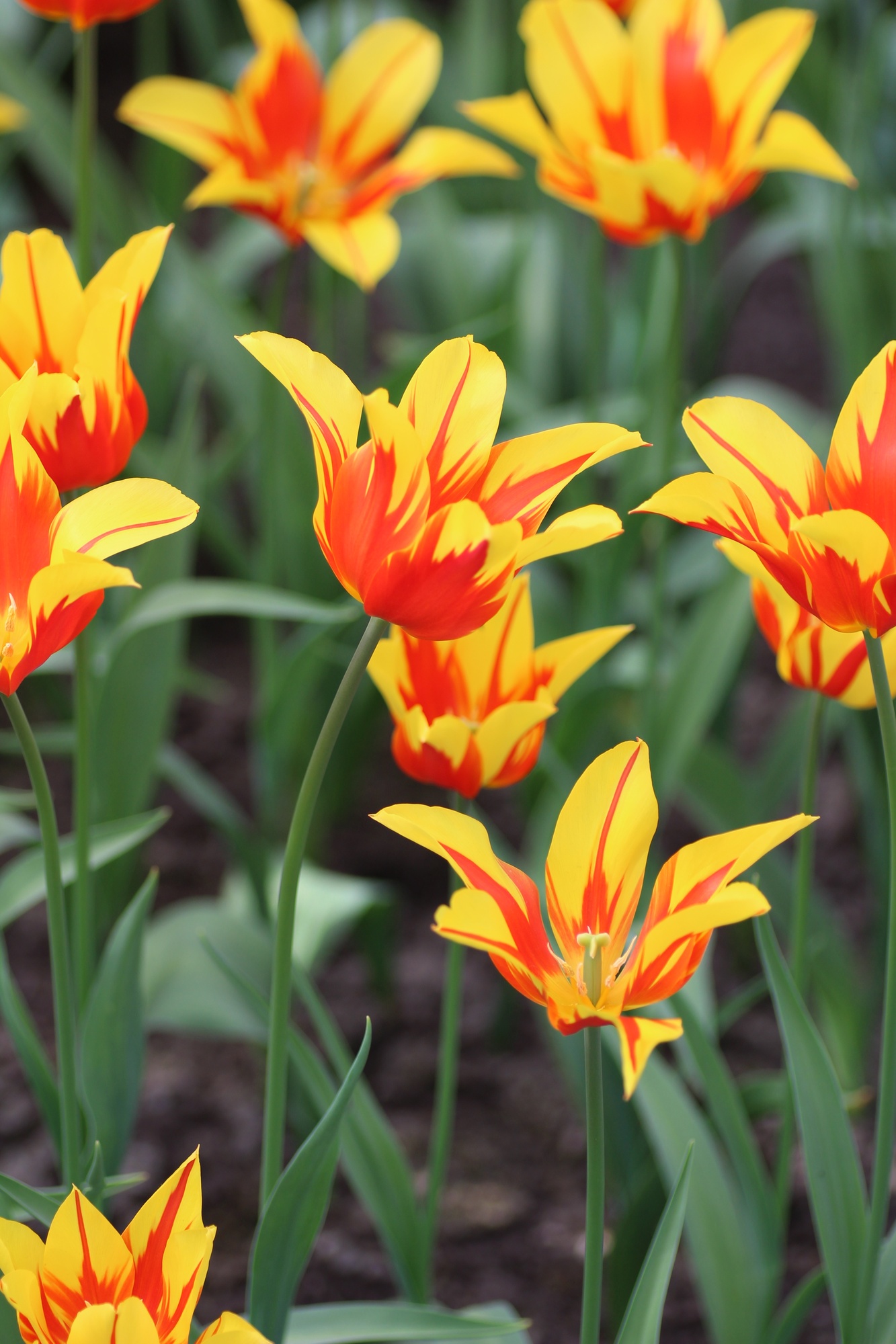 Lilienblütige Tulpen Firework