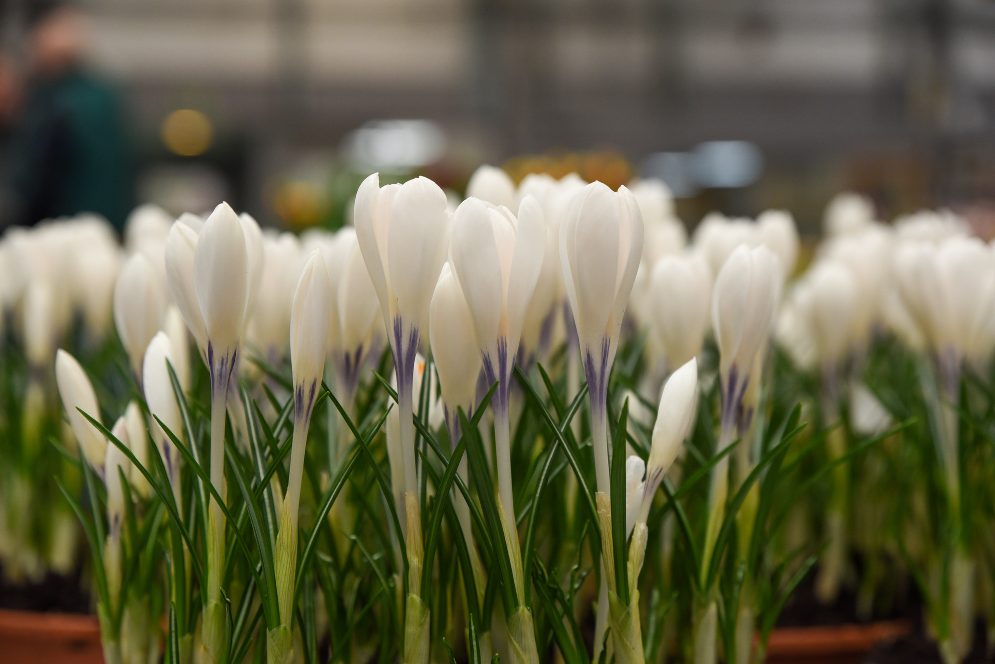 Crocus x cultorum Ice Queen