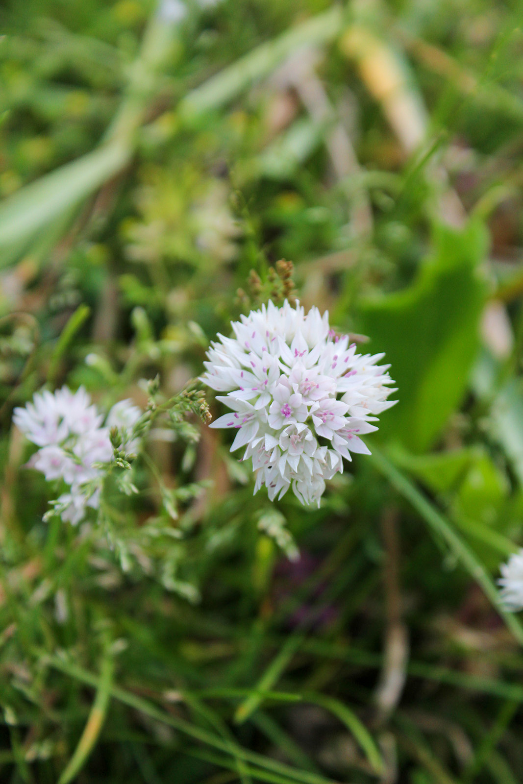 Allium amplectens Graceful Beauty