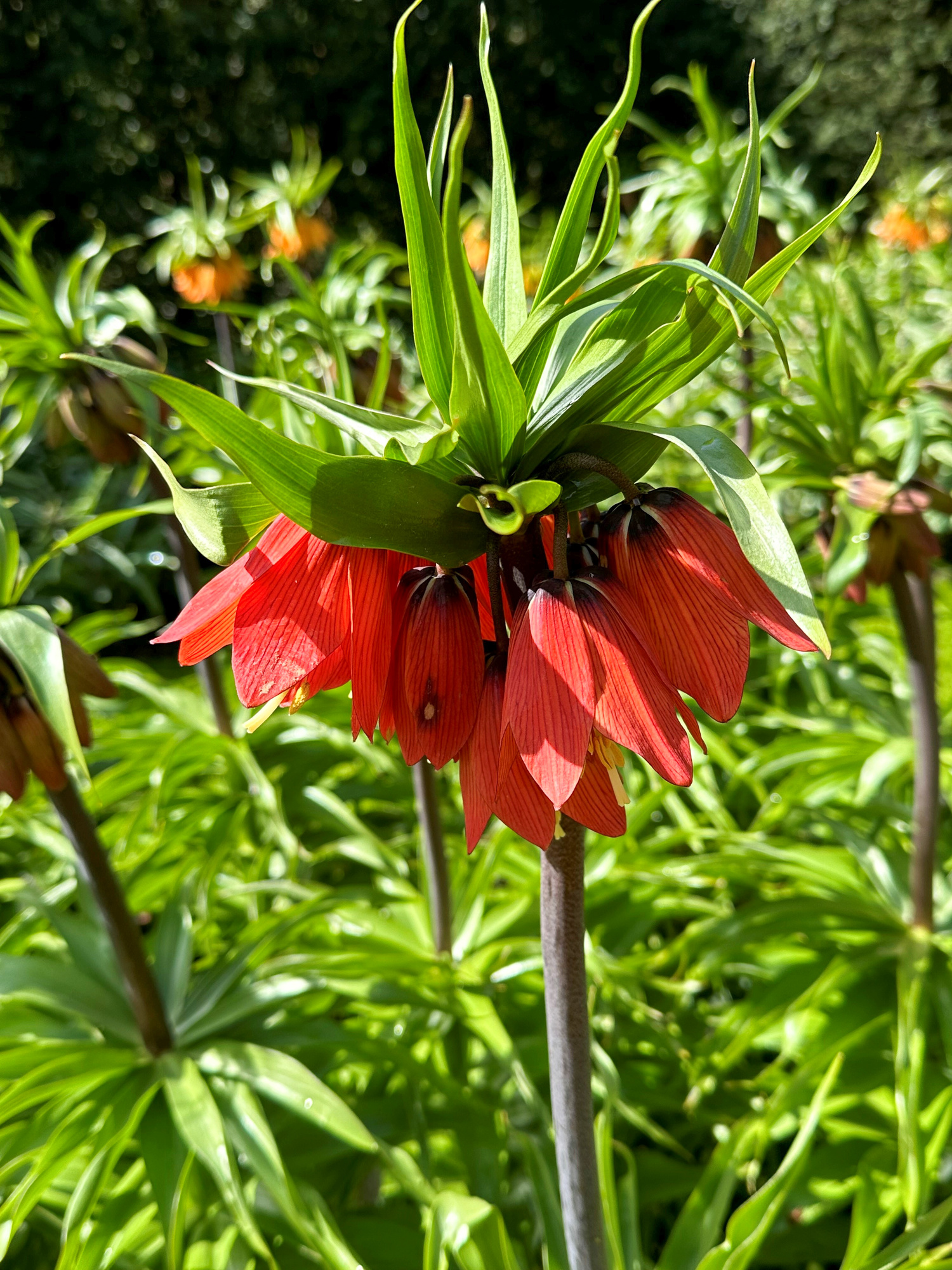 Fritillaria imperialis Rubra