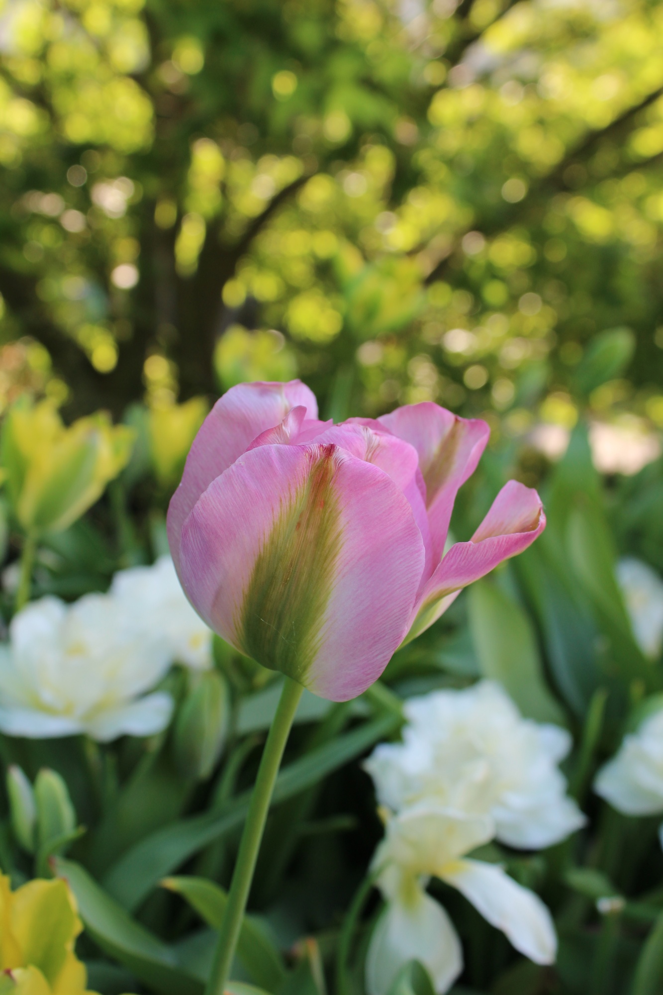 Viridiflora-Tulpen Groenland