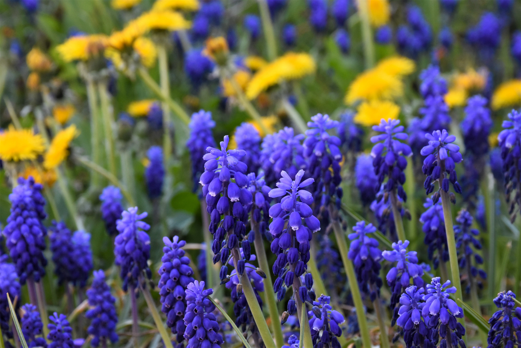 Muscari neglectum