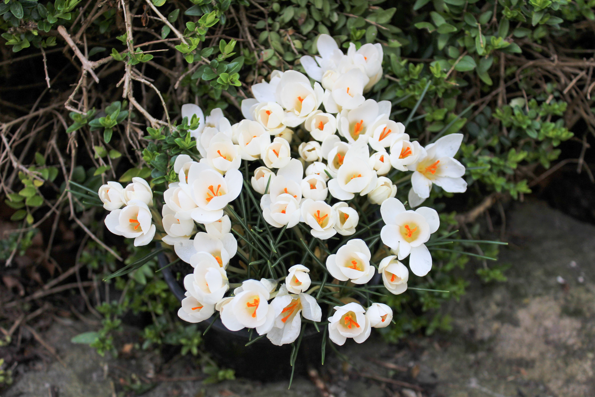 Crocus biflorus Miss Vain