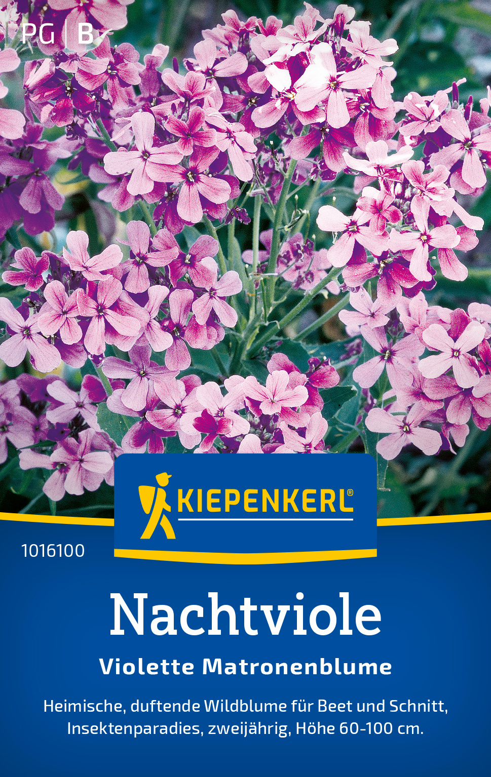 Nachtviole Violette Matronenblume