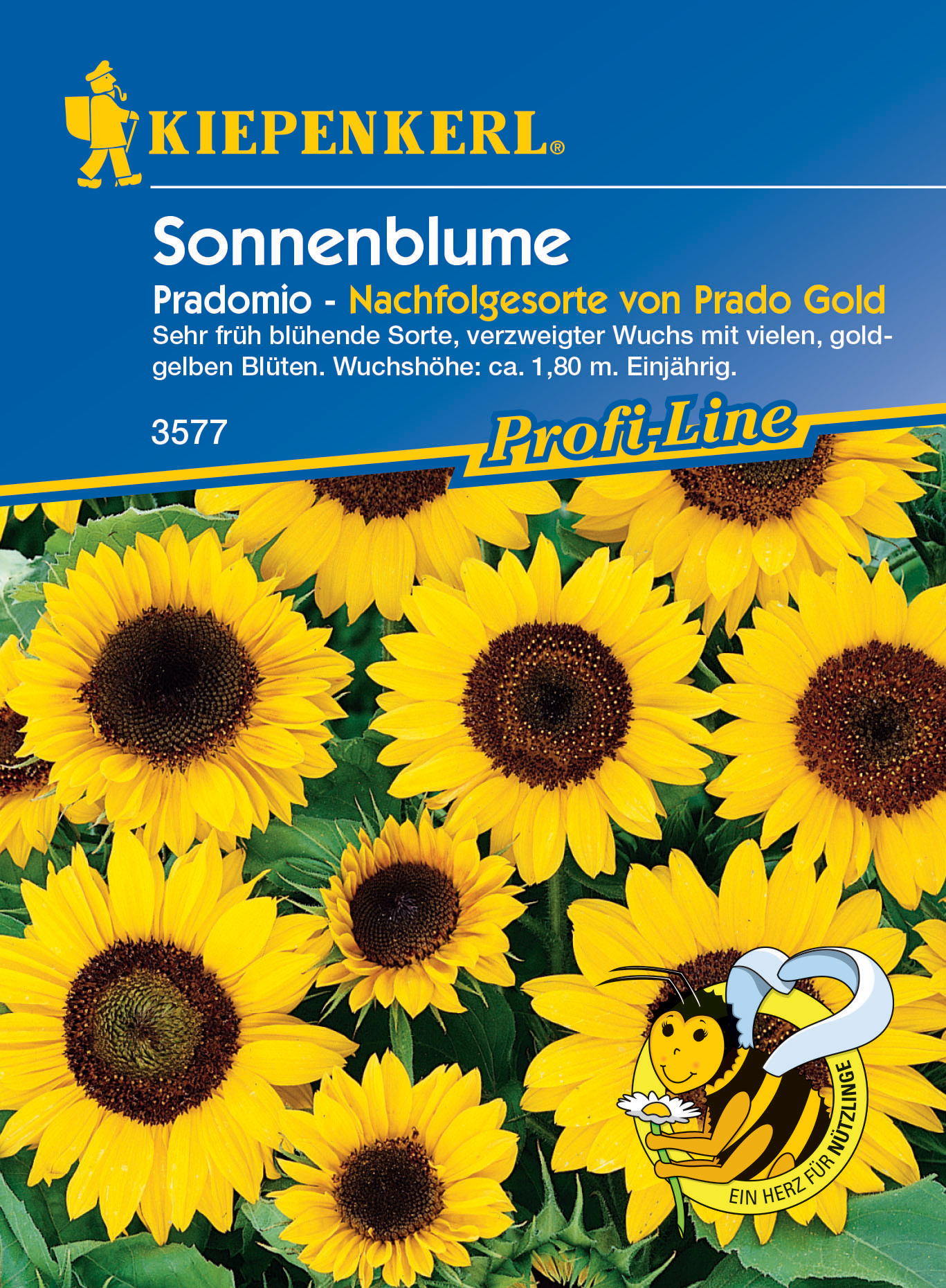 Sonnenblume Pradomio