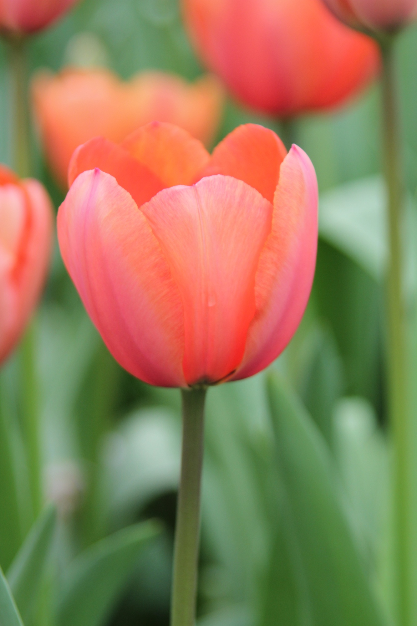 Darwin-Hybrid-Tulpen Apricot Impression