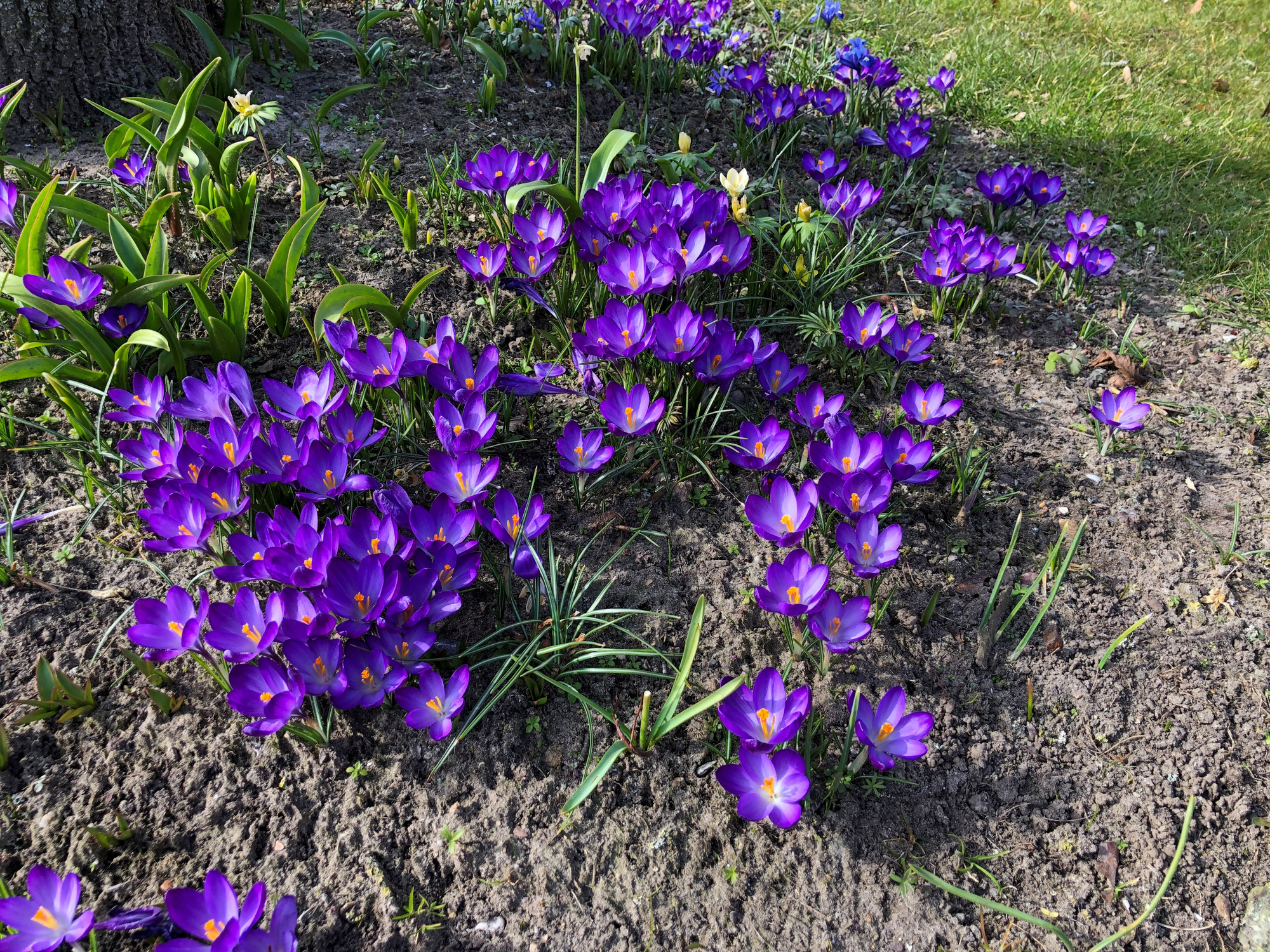 Crocus tommasinianus Ruby Giant