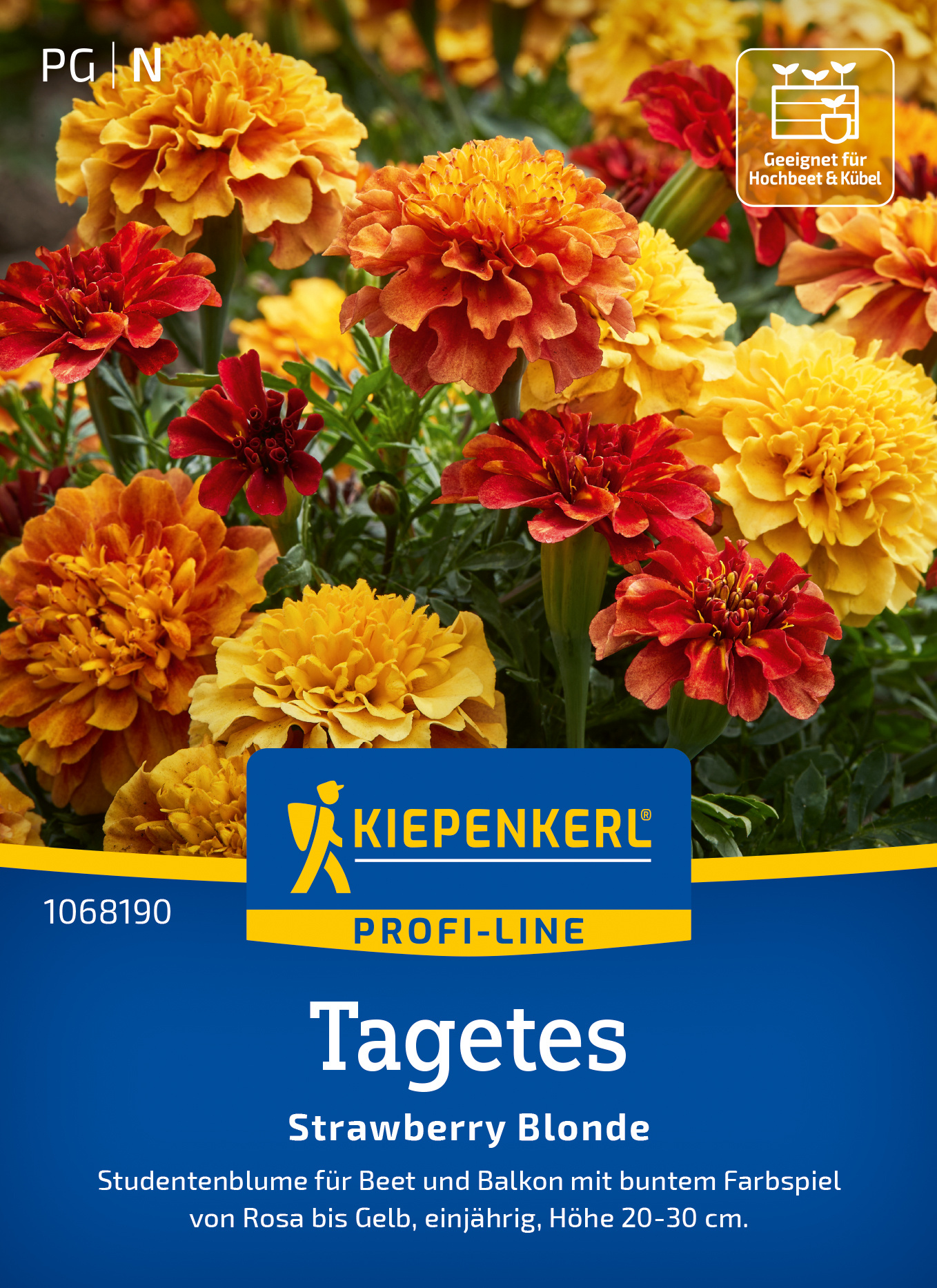 Tagetes Strawberry Blonde