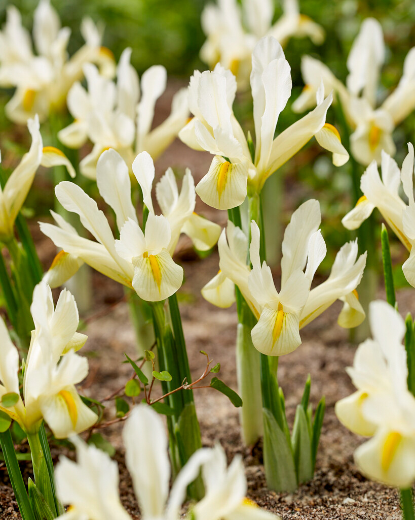 Iris reticulata Louise