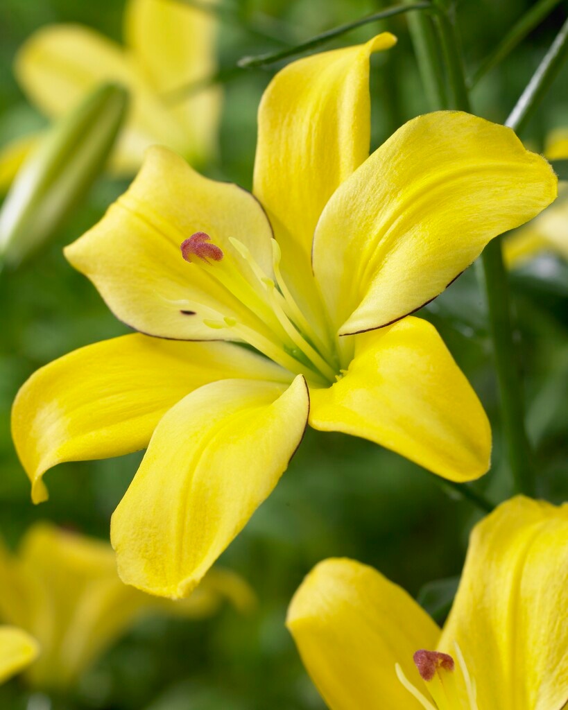 Lilien Yellow Cocotte