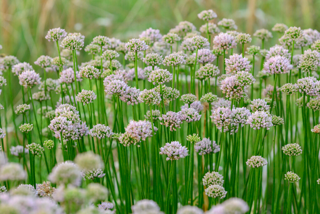 Allium Lisa Green