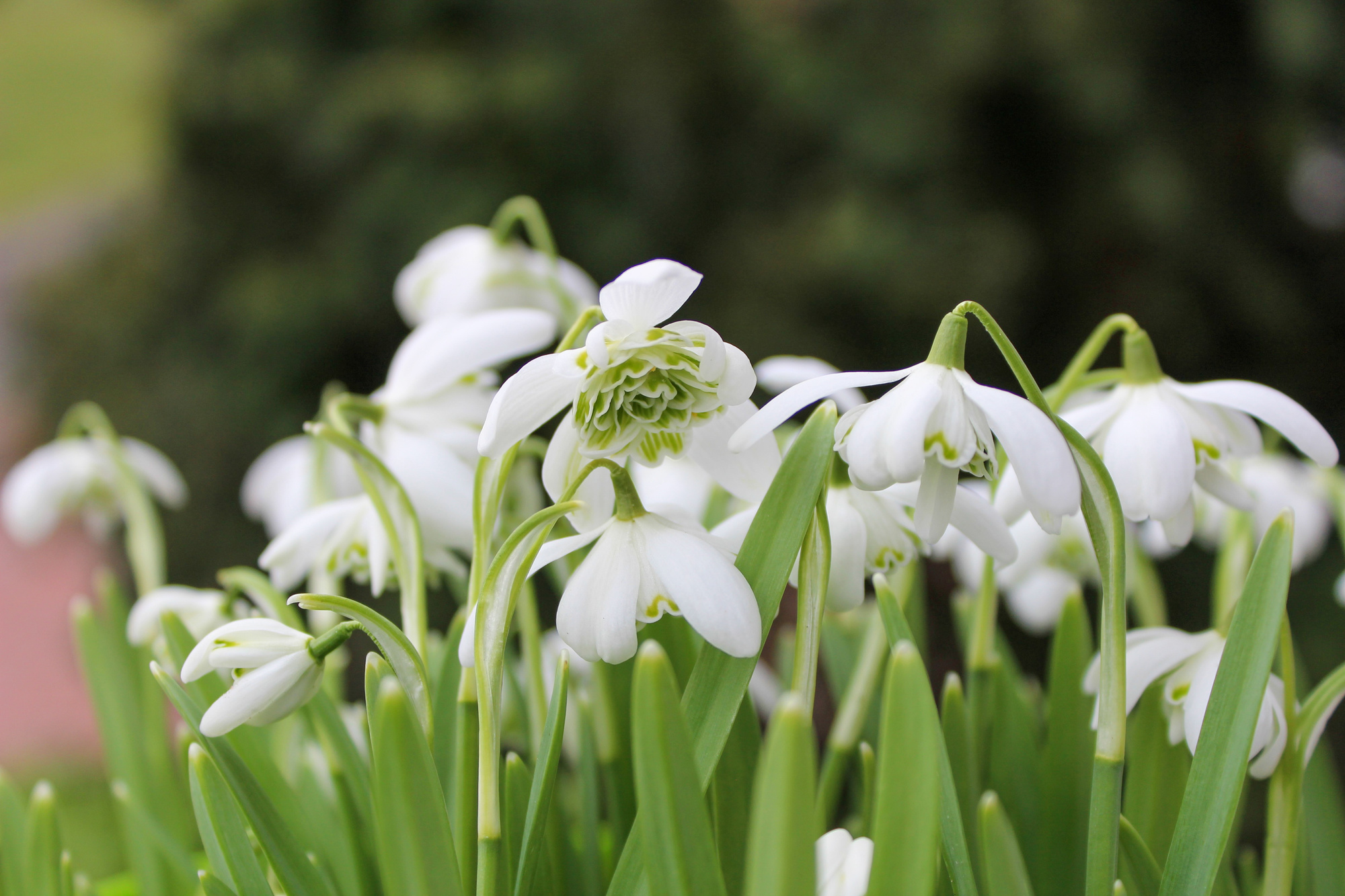 Galanthus nivalis Flore Pleno