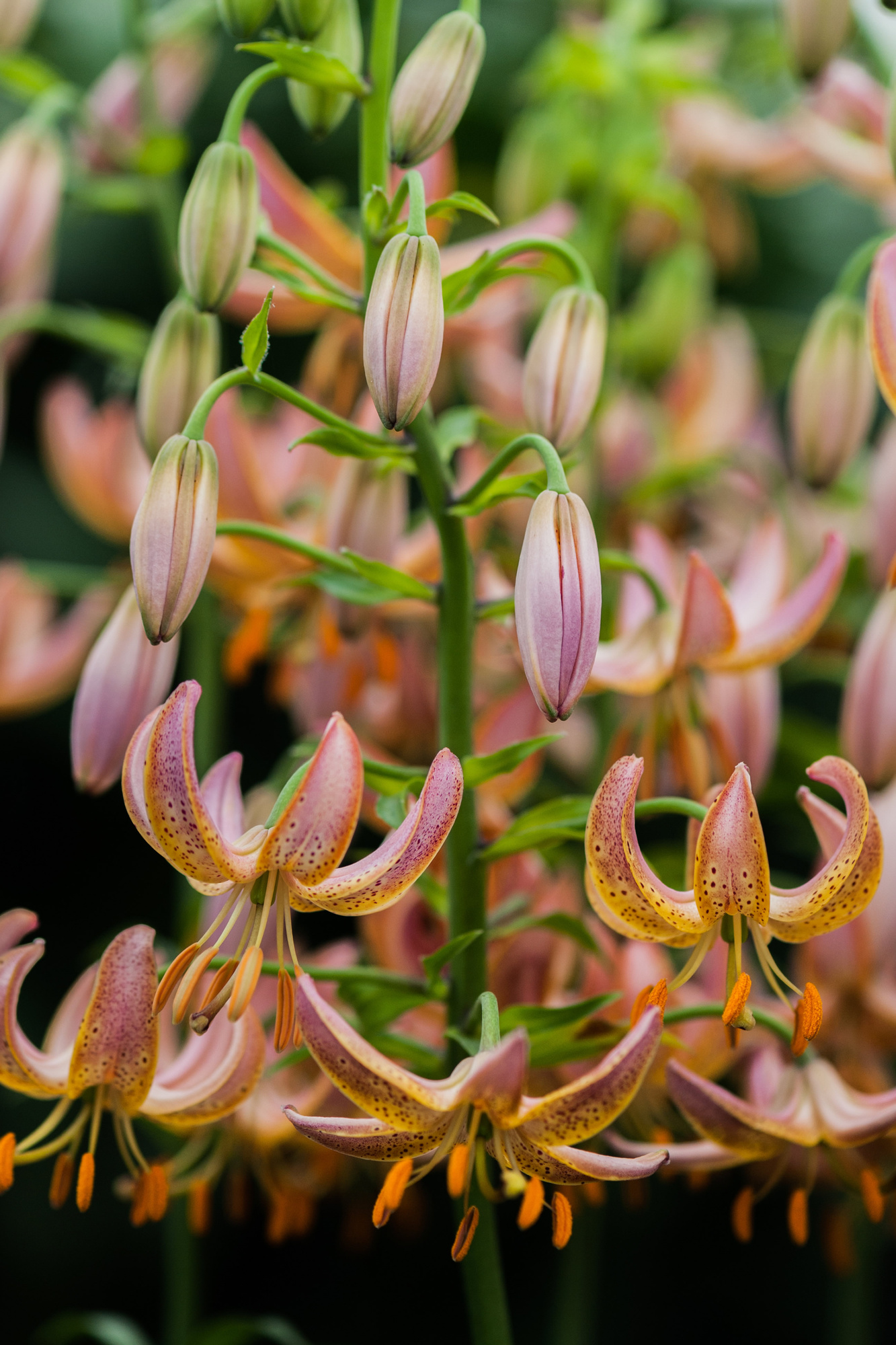 Lilium martagon Fairy Morning