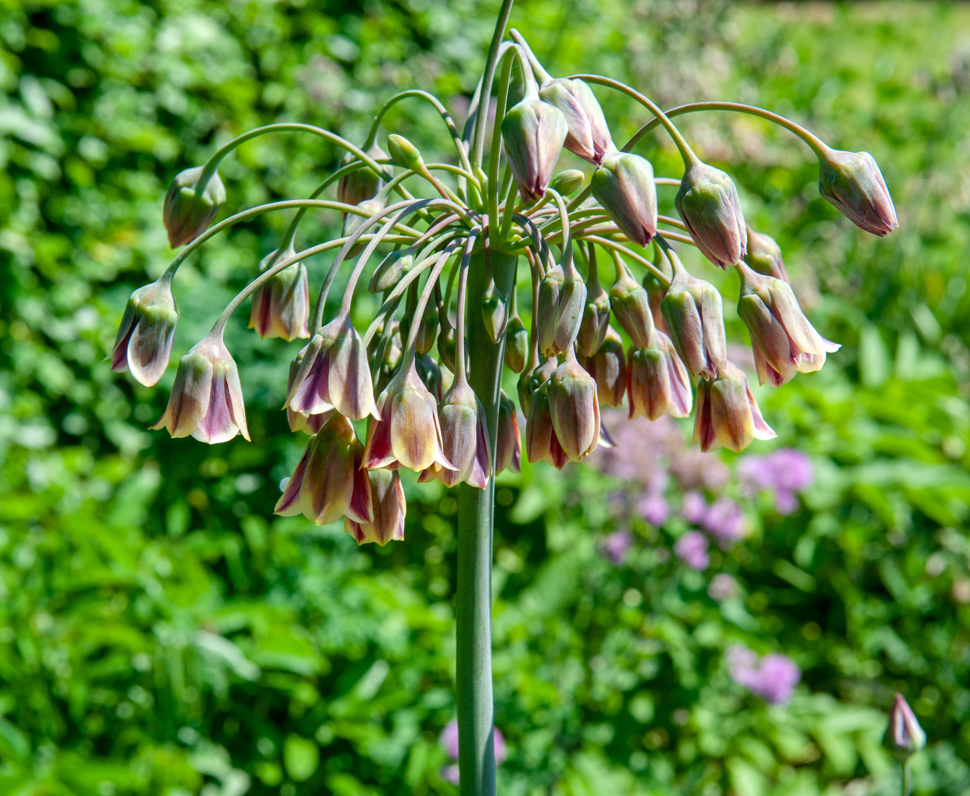 Allium siculum (syn. Nectaroscordum siculum)