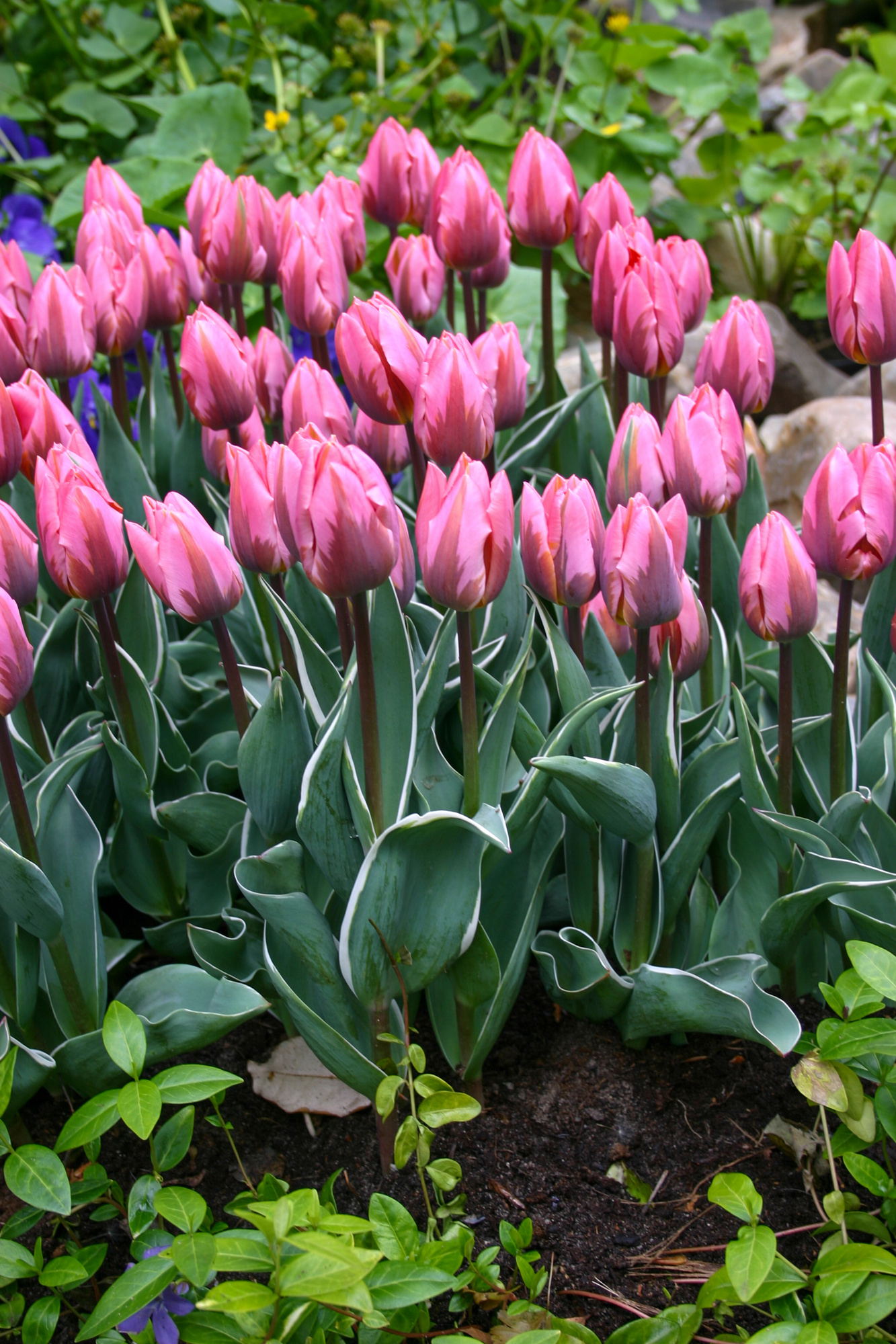 Triumph-Tulpen Pretty Princess