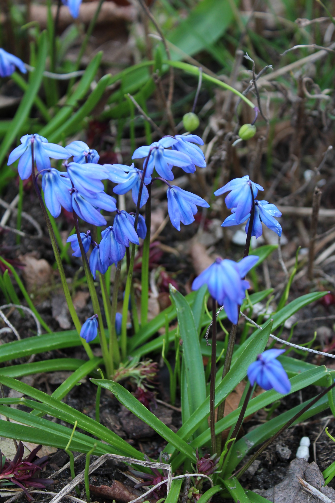 Scilla siberica