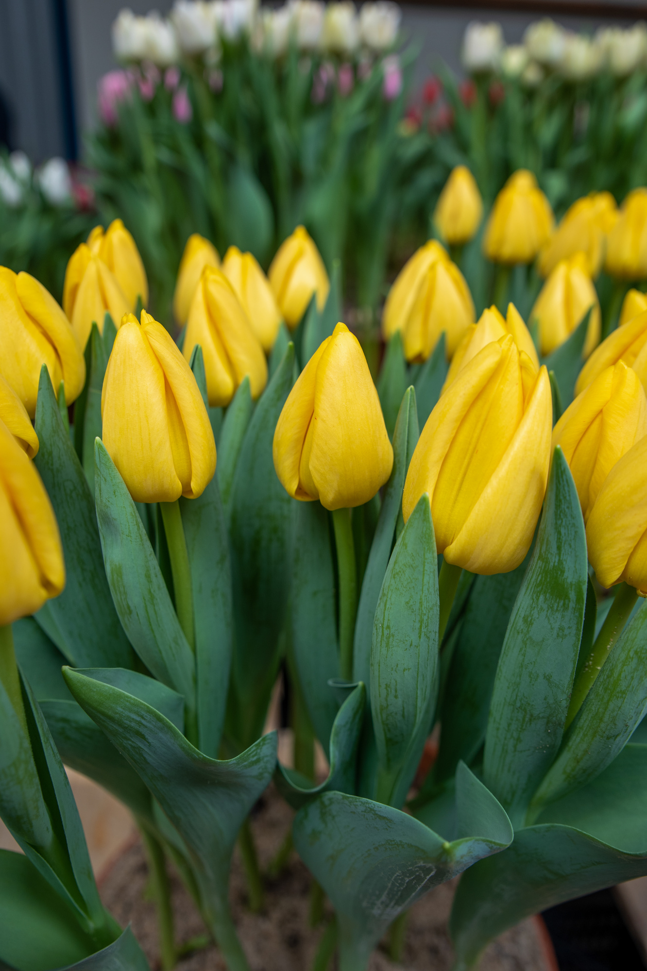 Darwin-Hybrid-Tulpen Novi Sun