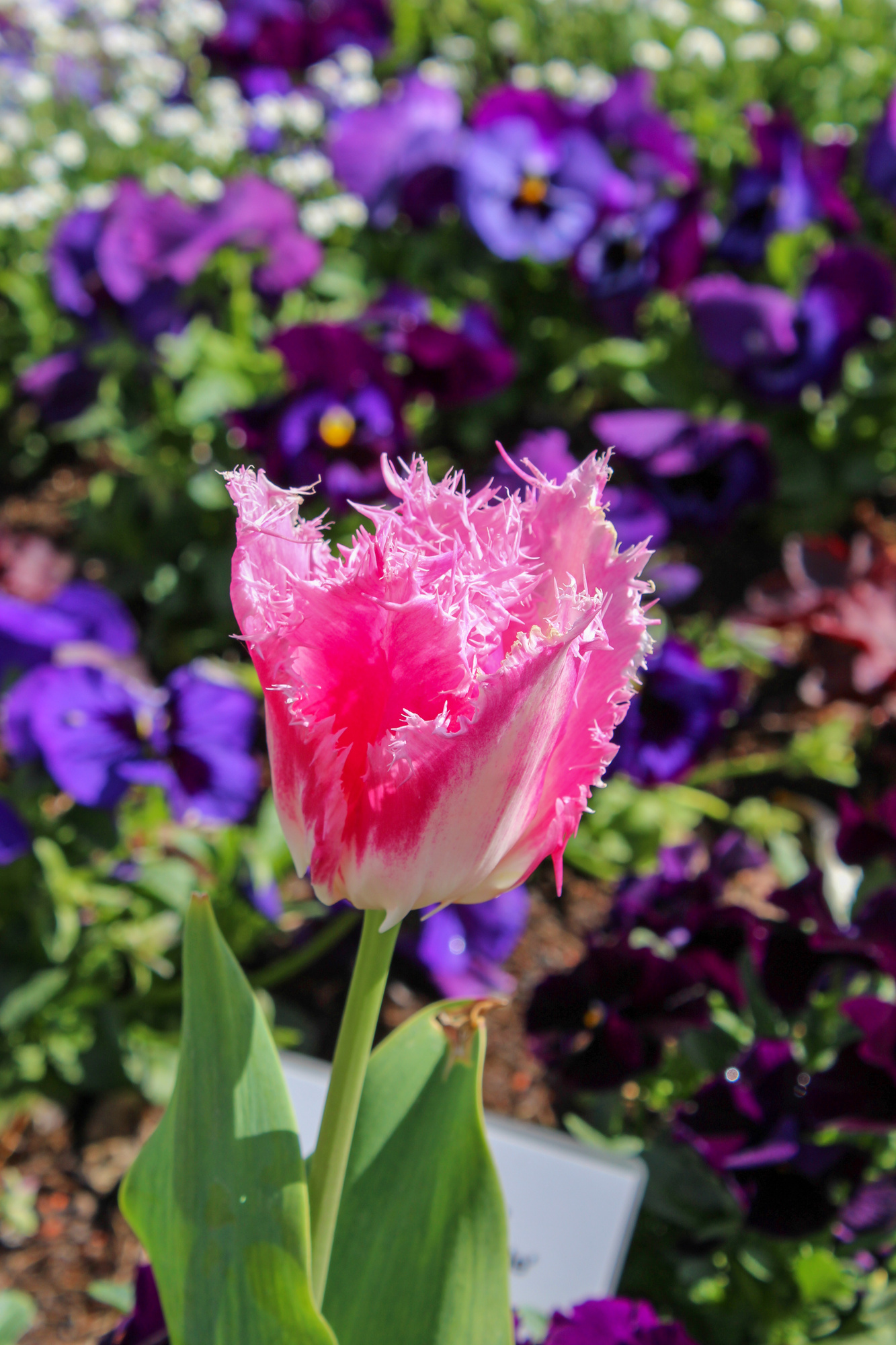 Gefranste Tulpen Huis ten Bosch