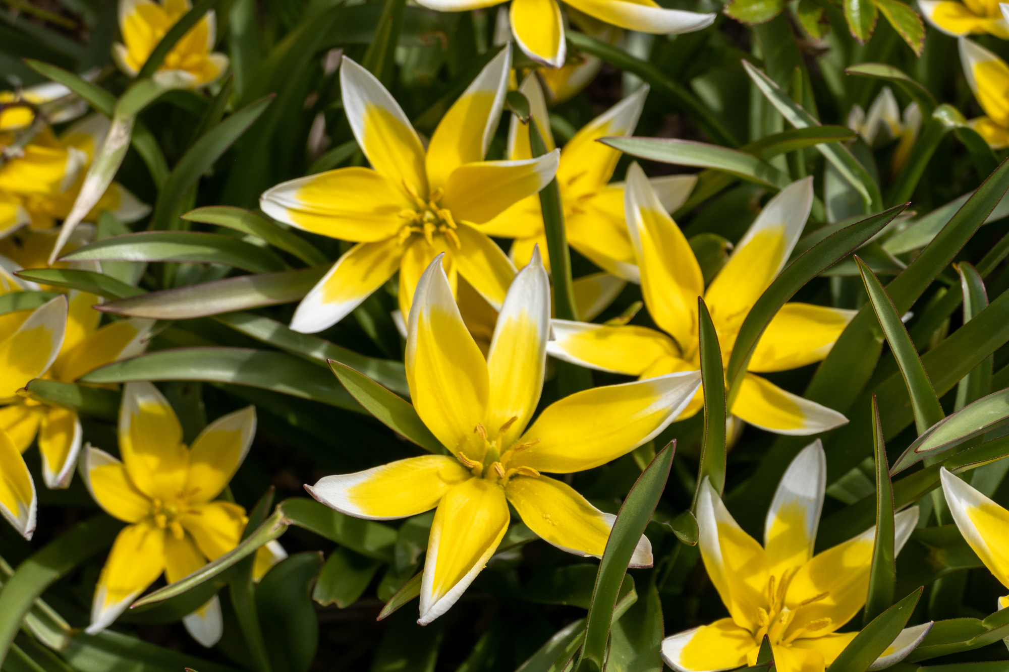 Botanische Tulpen T. tarda (syn. urumiensis)