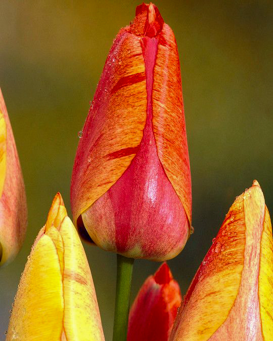 Darwin-Hybrid-Tulpen Gudoshnik