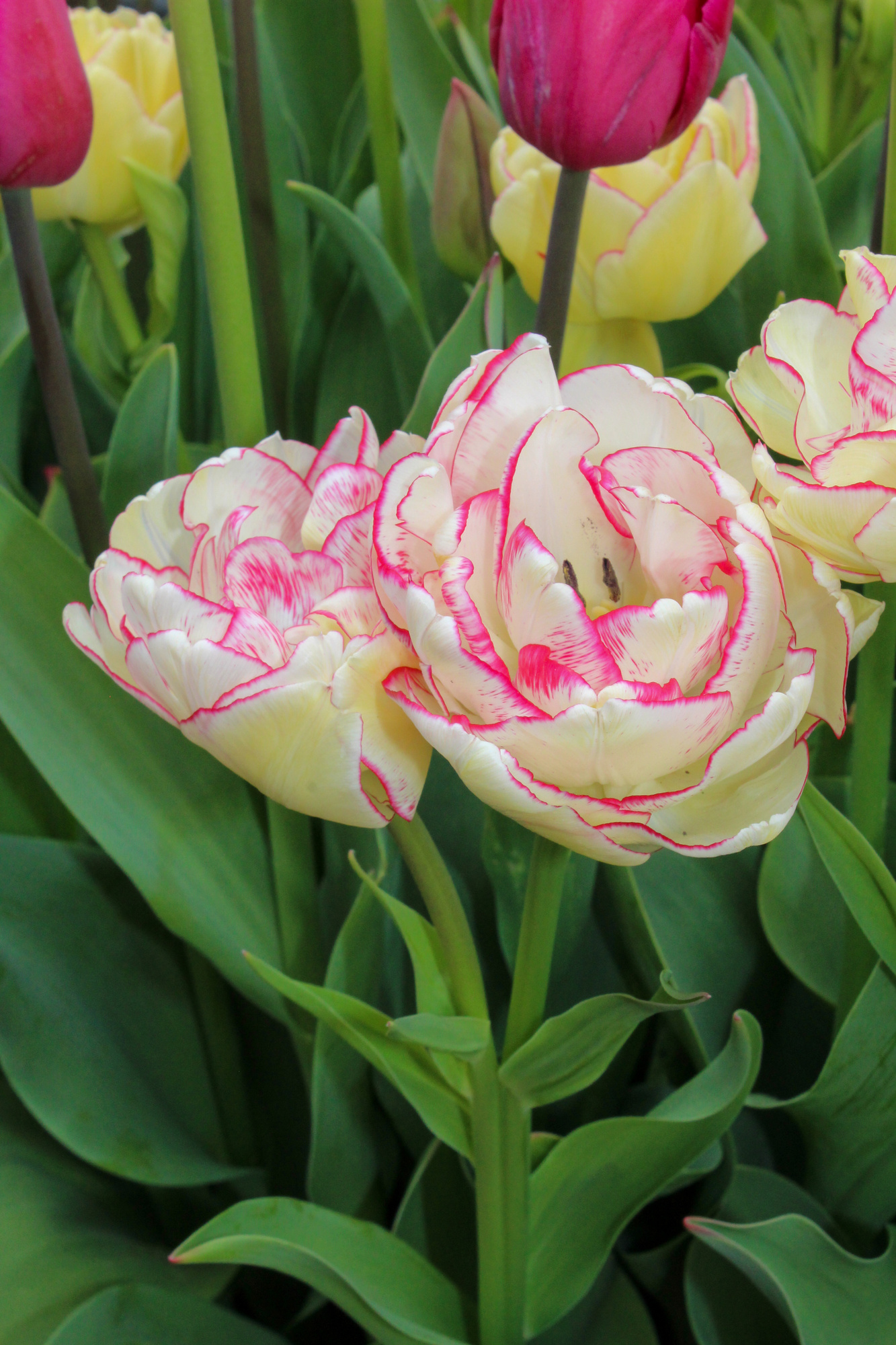 Gefüllte Frühe Tulpen Belicia