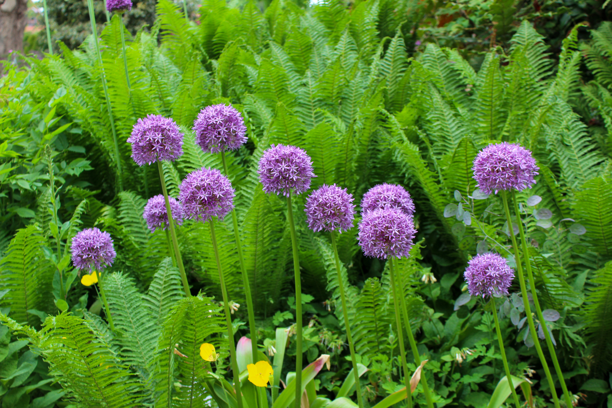 Allium Round n' Purple