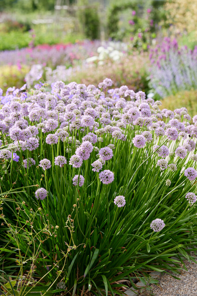 Allium Summer Beauty