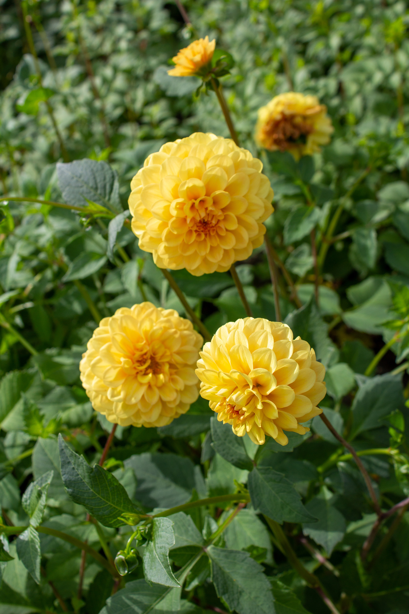 Pompondahlien Golden Scepter