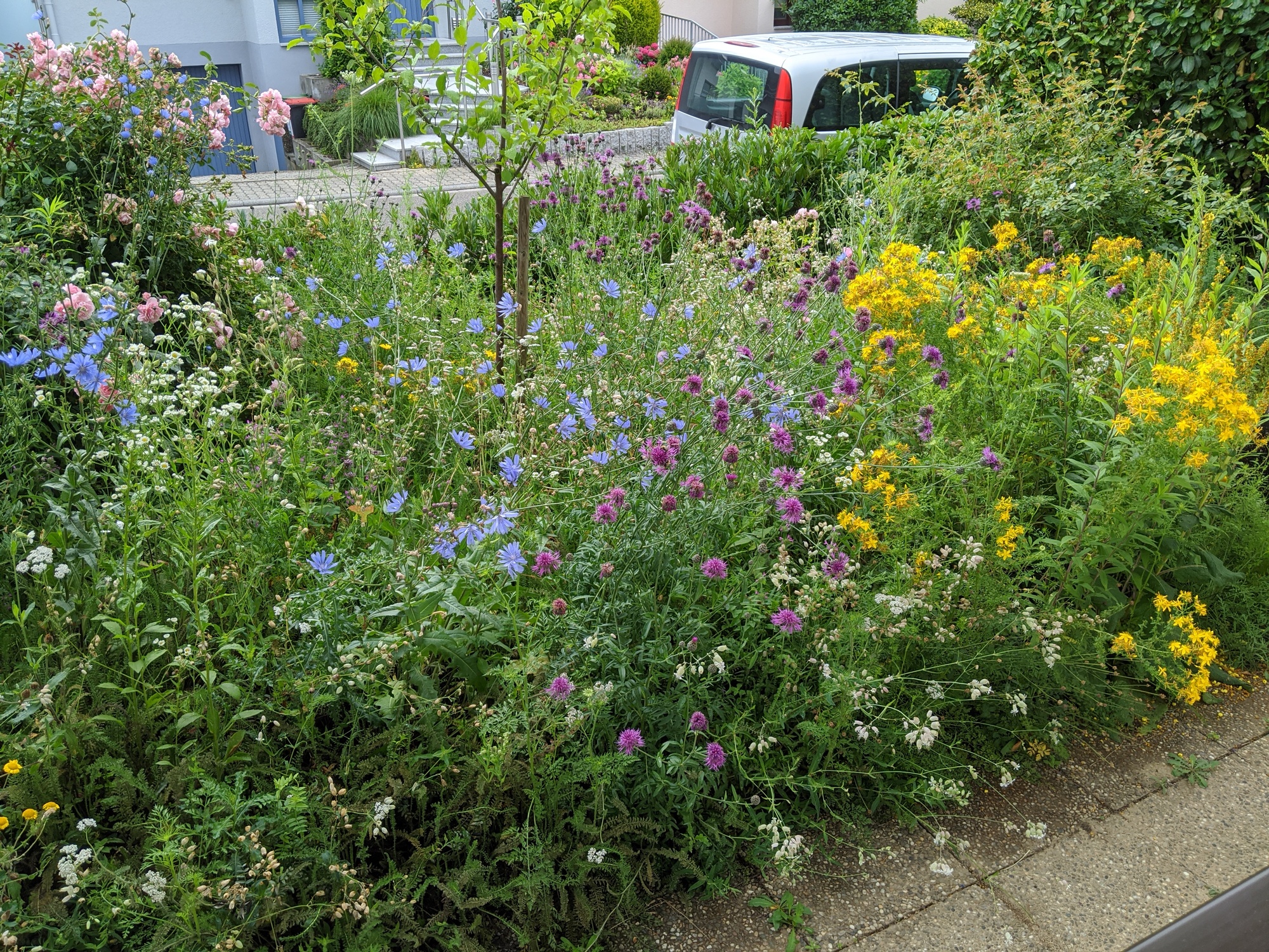 Heimatblumen mehrjährig