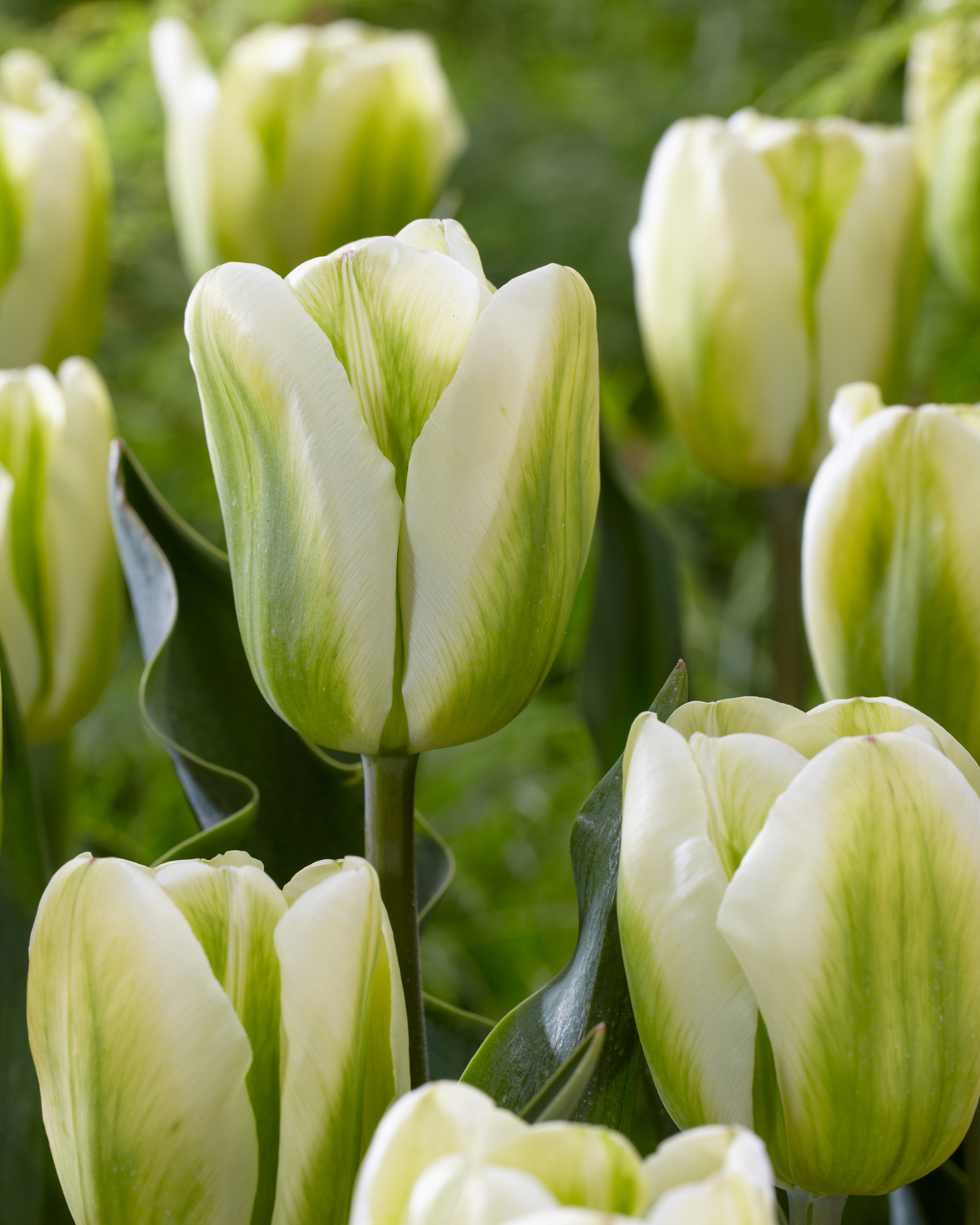 Viridiflora-Tulpen Green Spirit