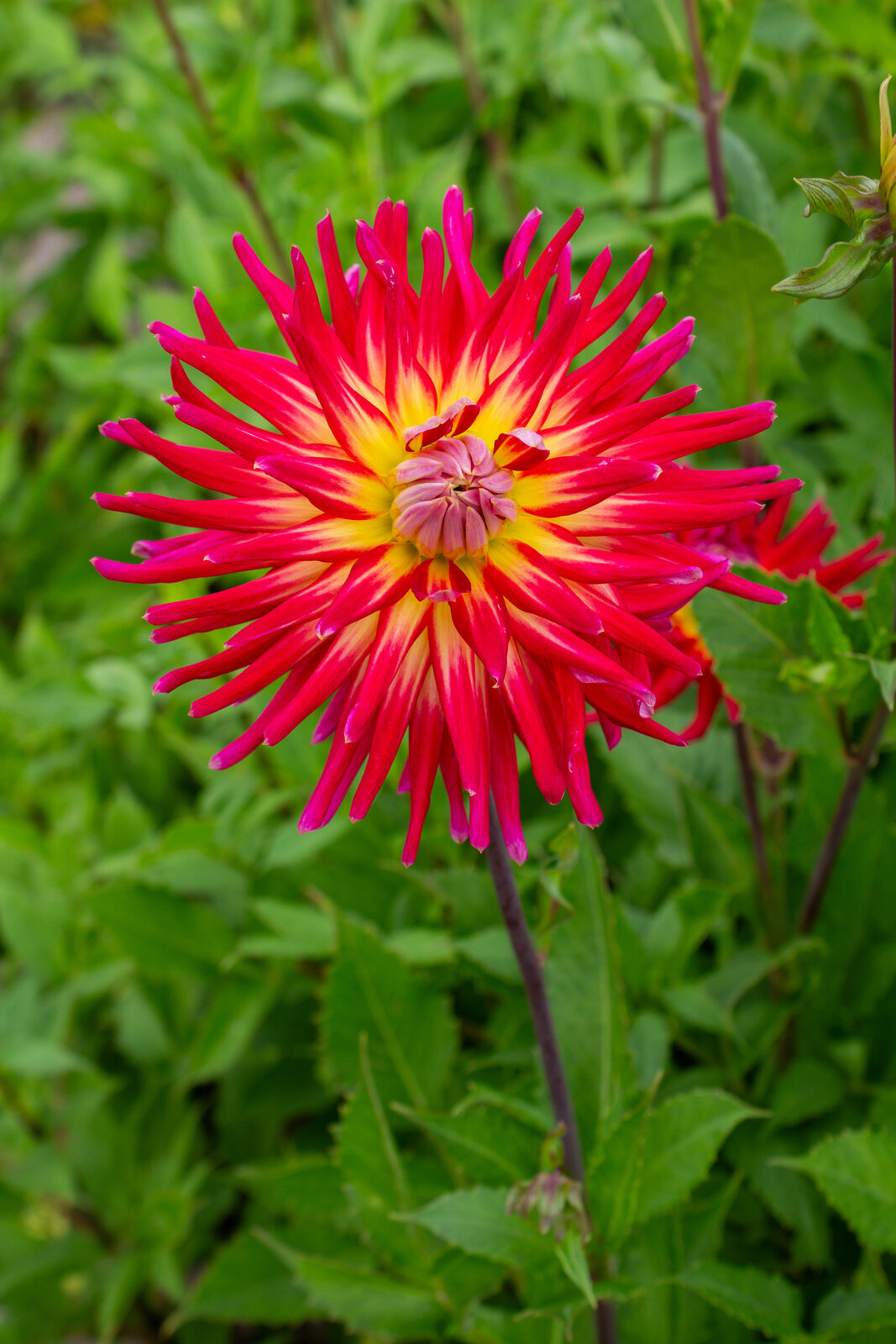 Dahlien Vuurvogel