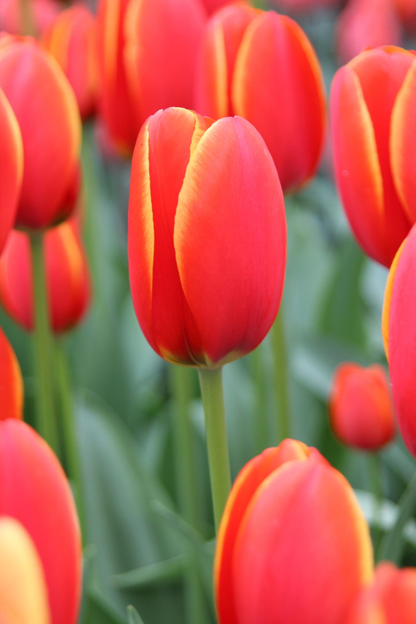 Darwin-Hybrid-Tulpen World's Favourite