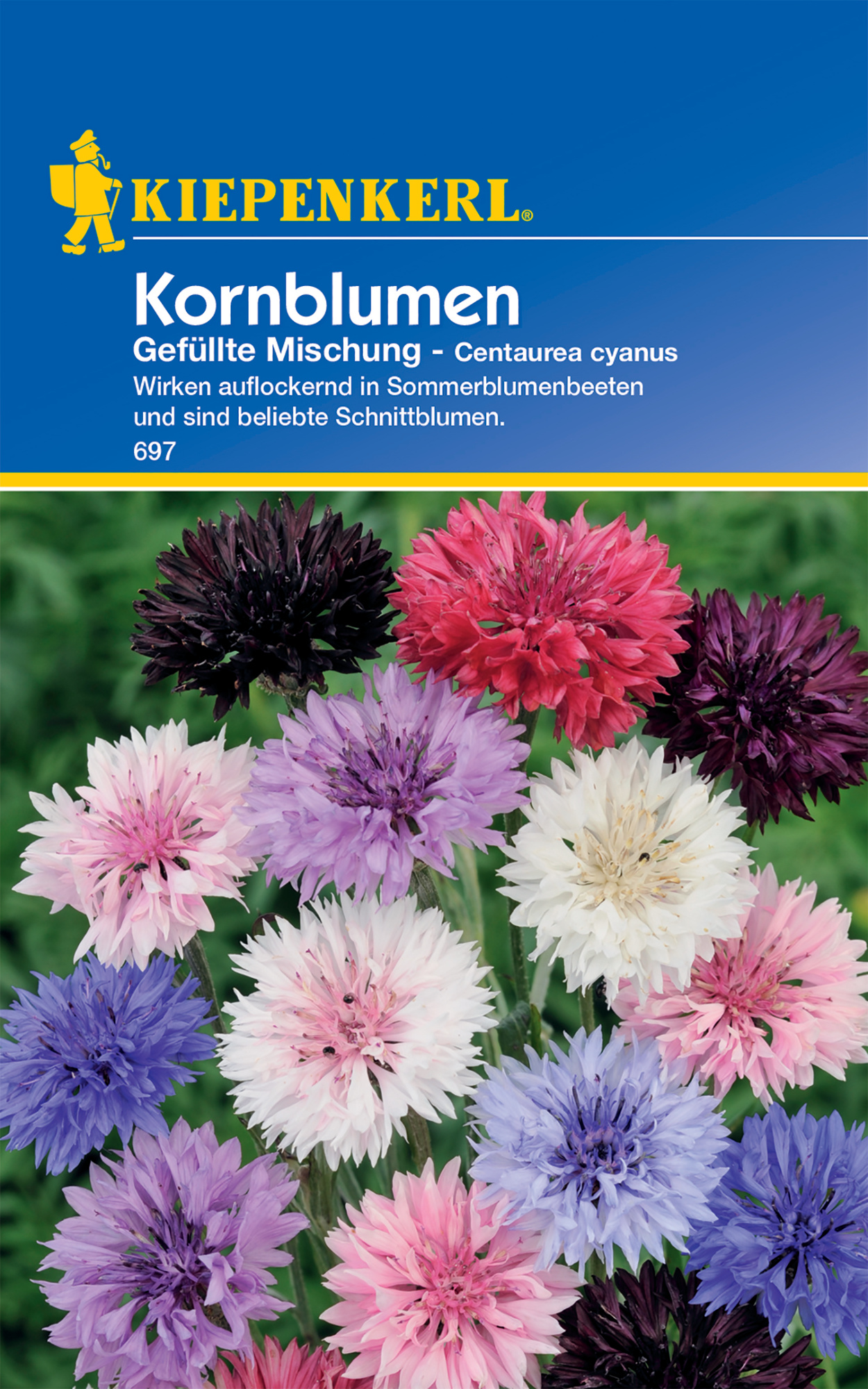 Kornblume Gefüllte Mischung