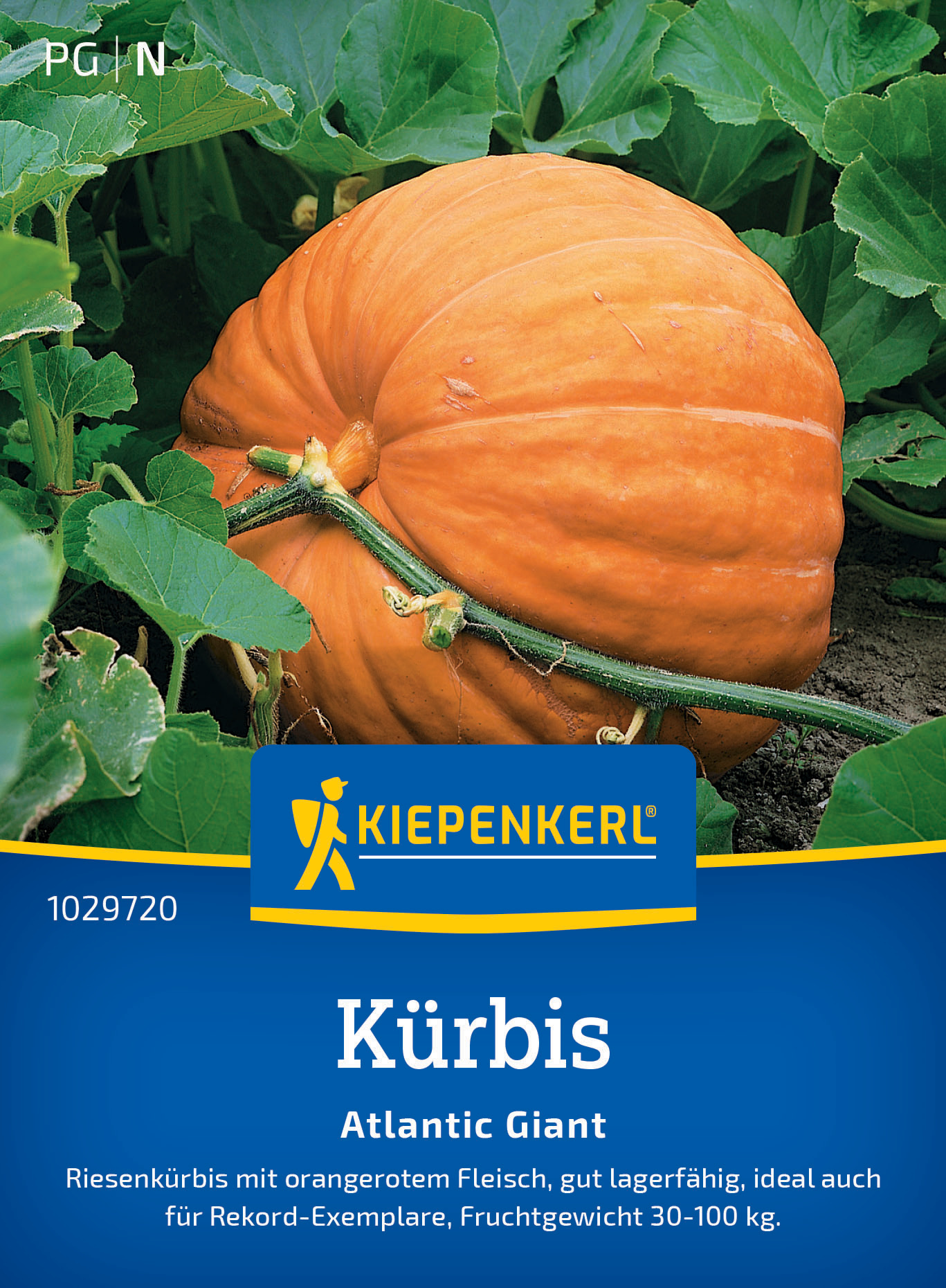 Kürbis Atlantic Giant