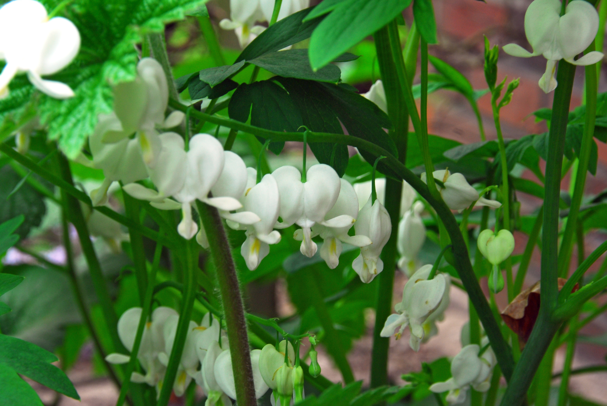 Dicentra Alba