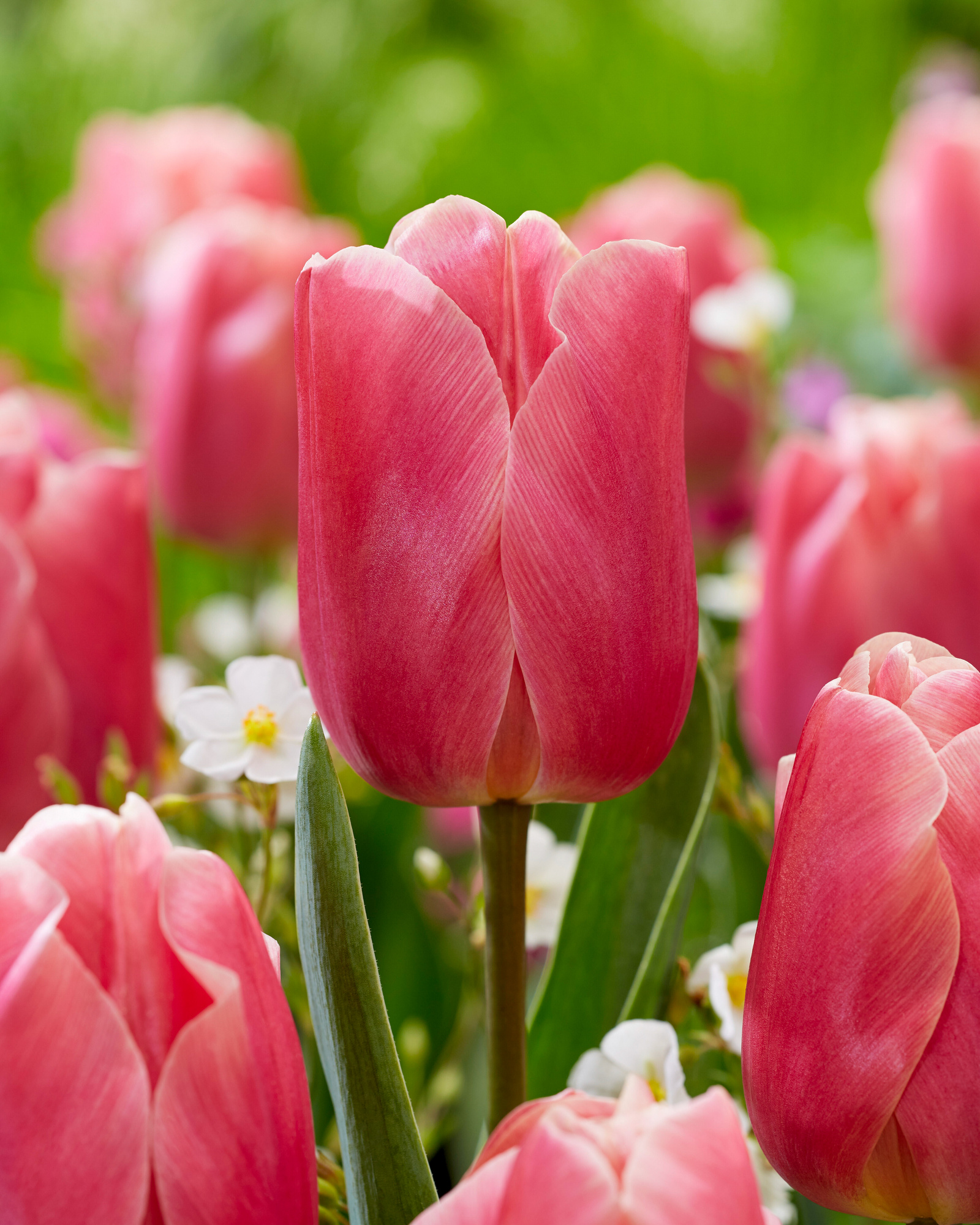 Triumph-Tulpen Pink Jimmy