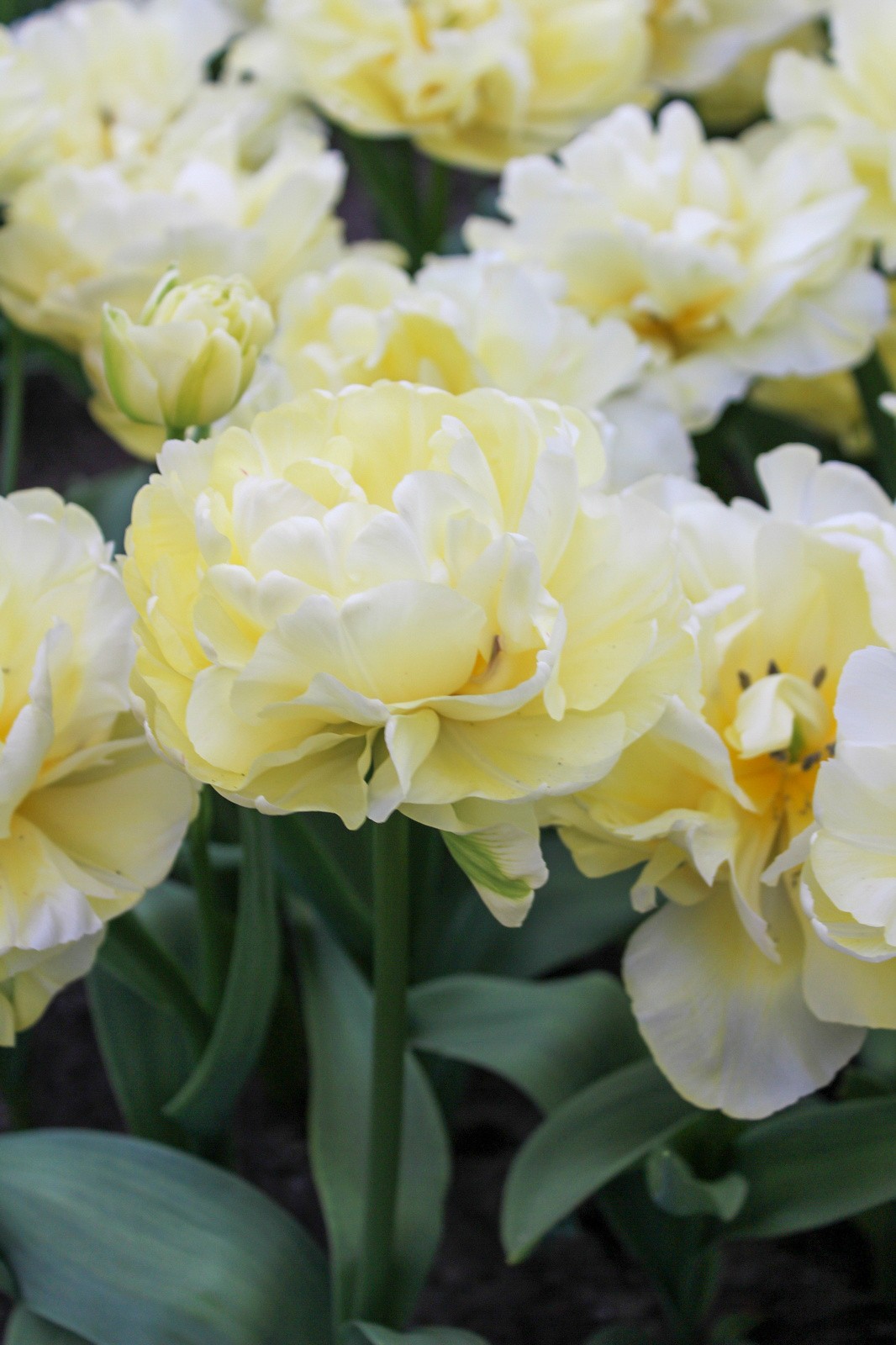 Gefüllte Späte Tulpen Casablanca