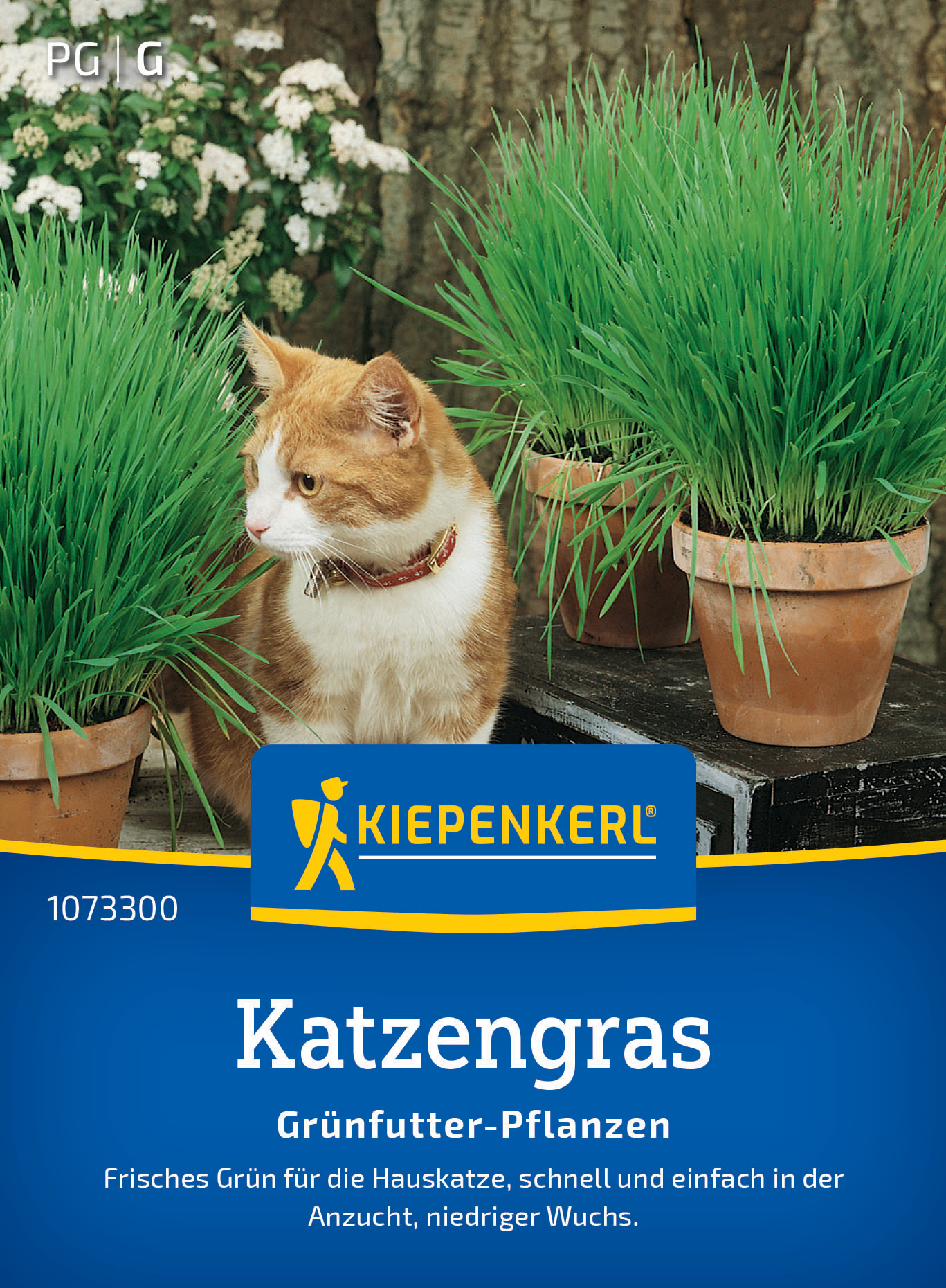 Katzengras Frischgrün Mischung