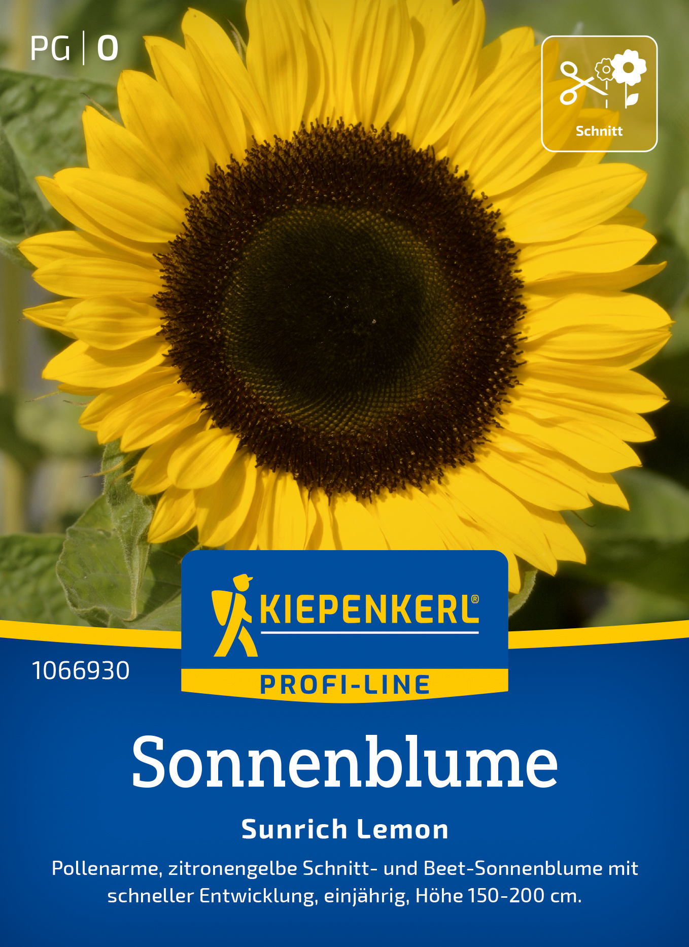 Sonnenblume Sunrich Lemon, F1