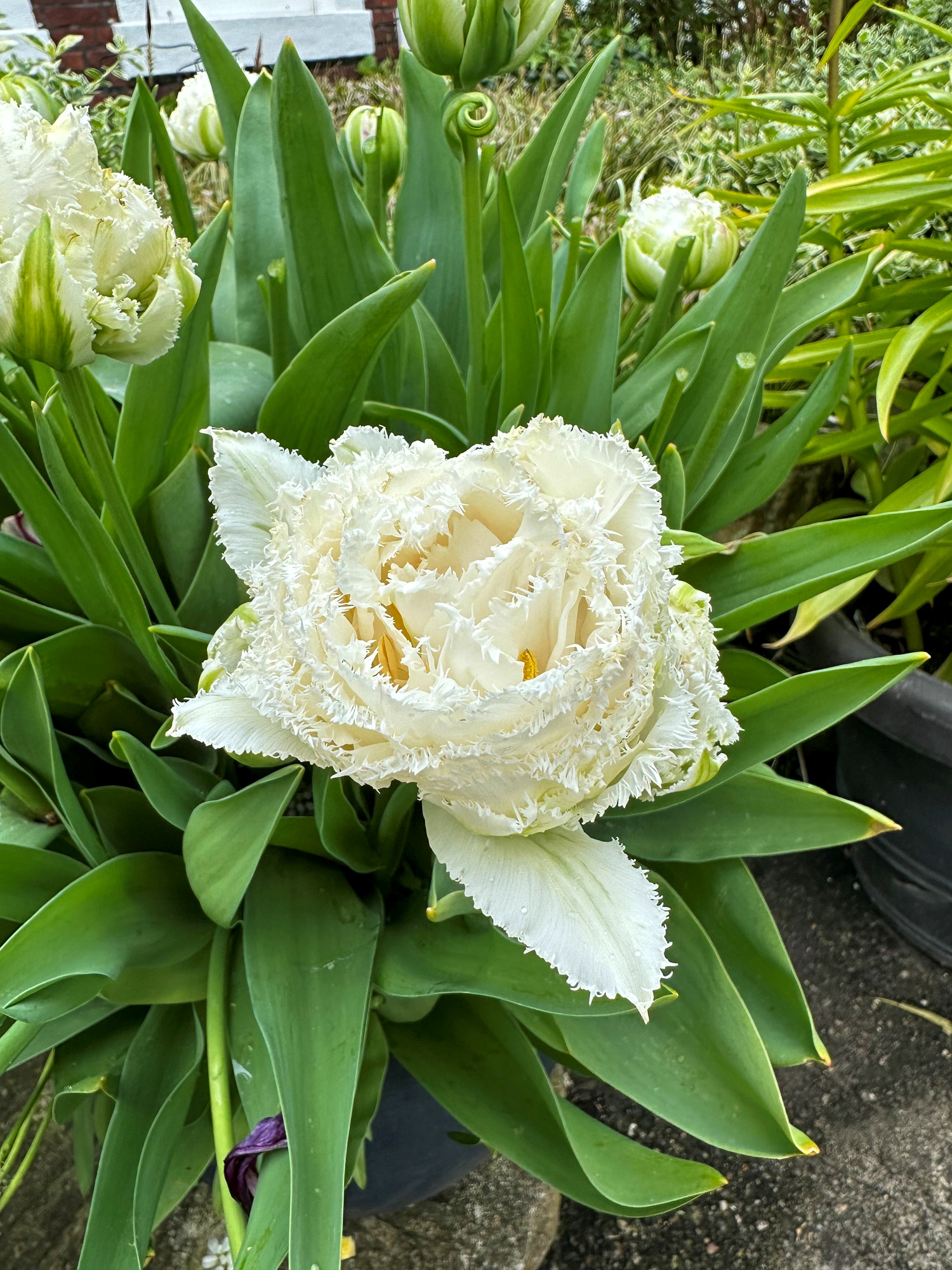 Gefranste Tulpen Snow Crystal