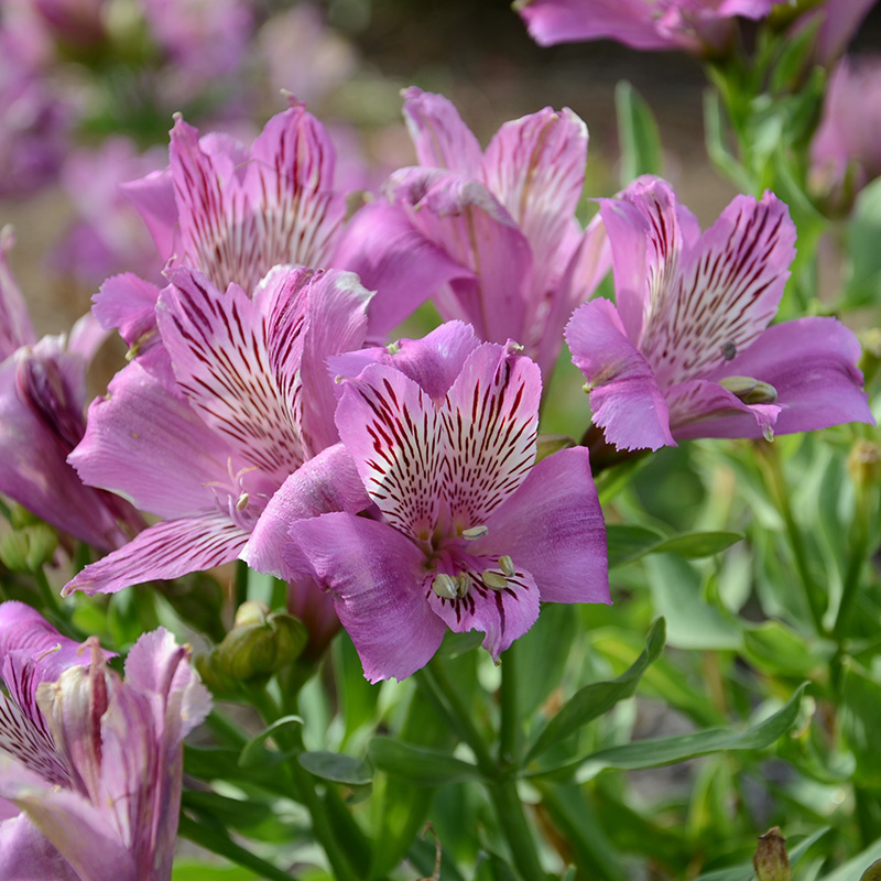 Alstroemeria Neptune