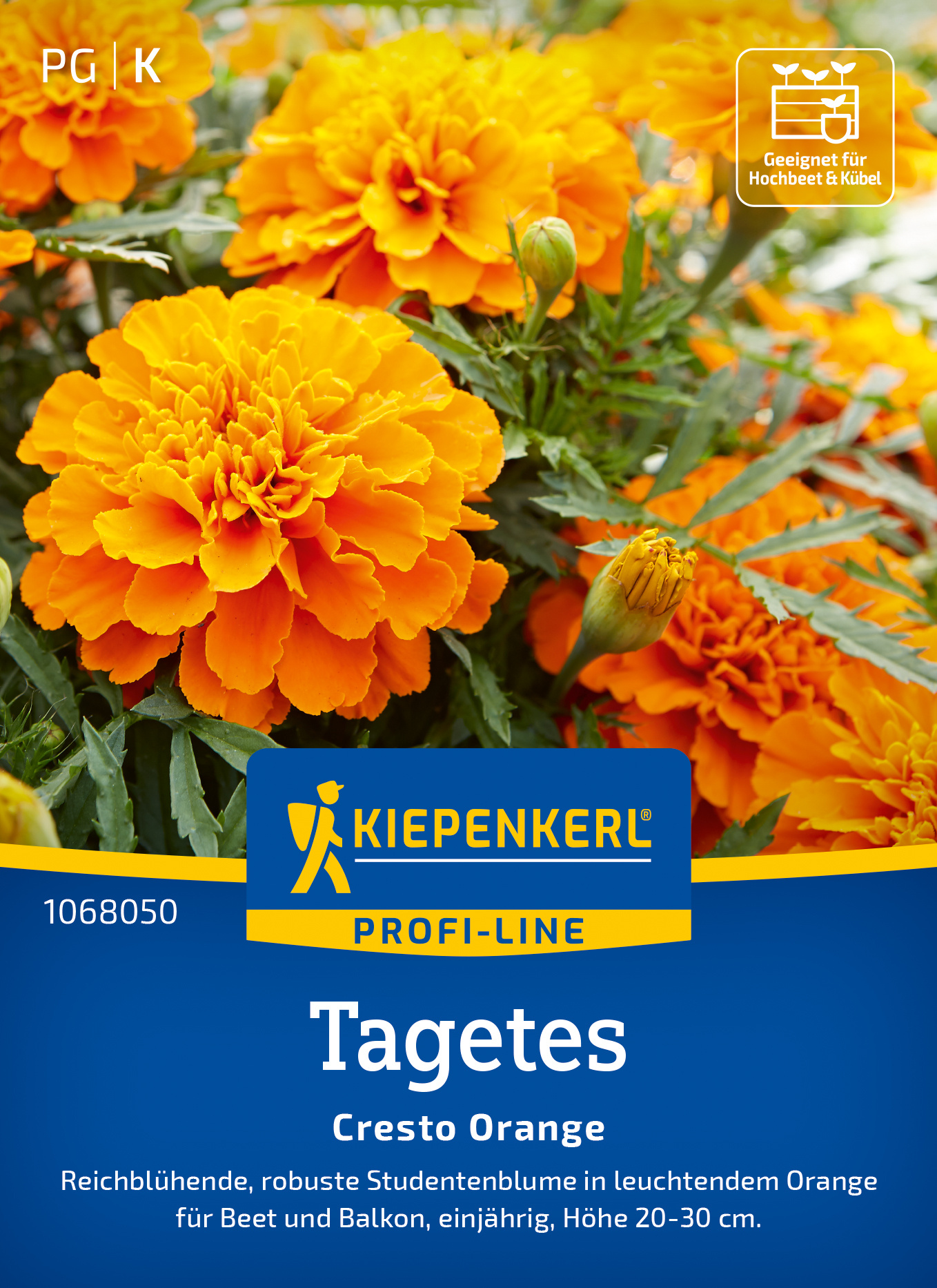 Tagetes Cresto Orange