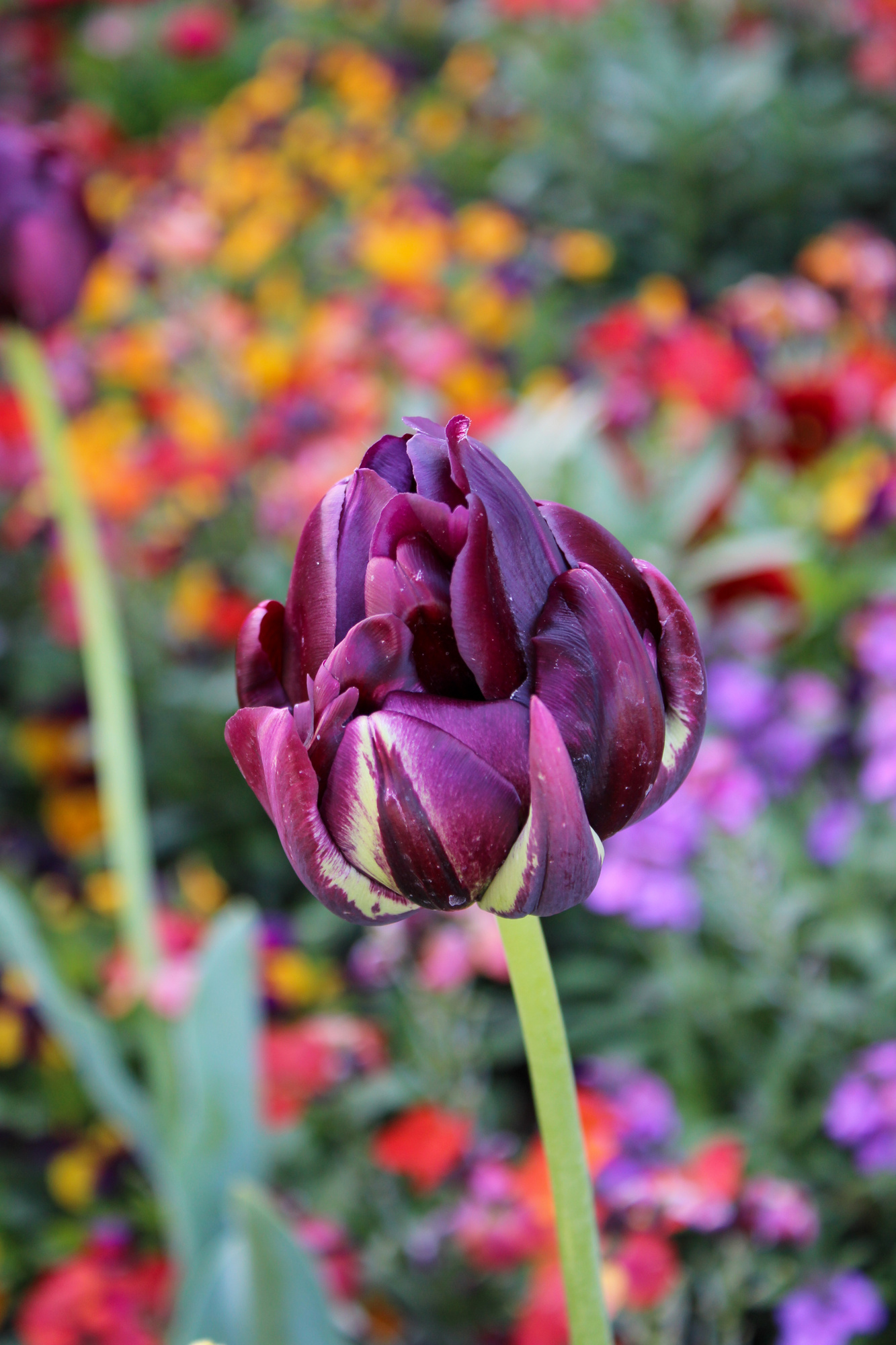 Gefüllte Späte Tulpen Black Hero