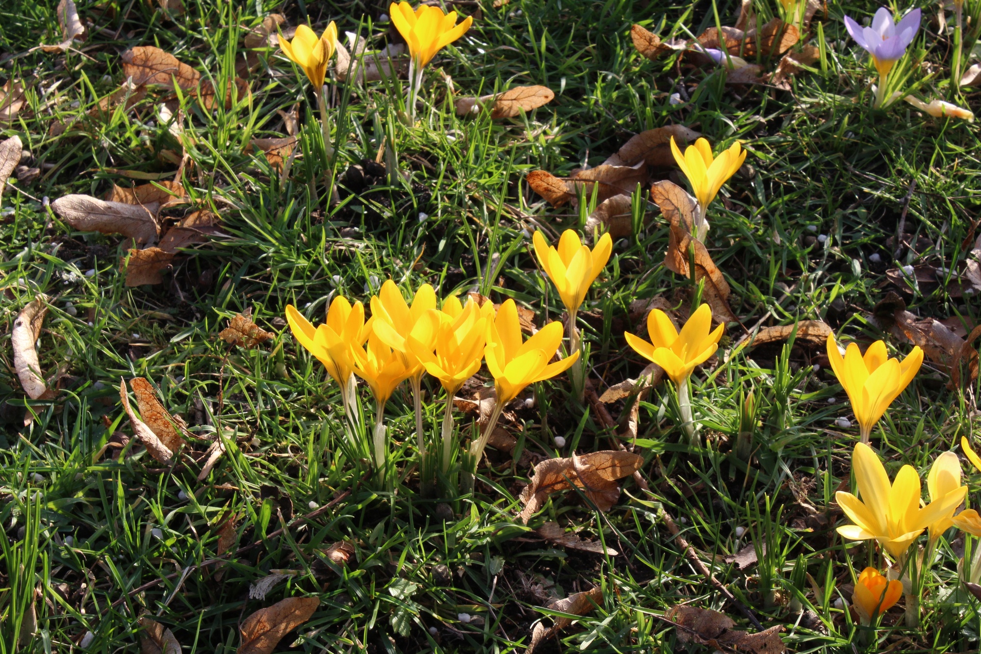 Crocus flavus